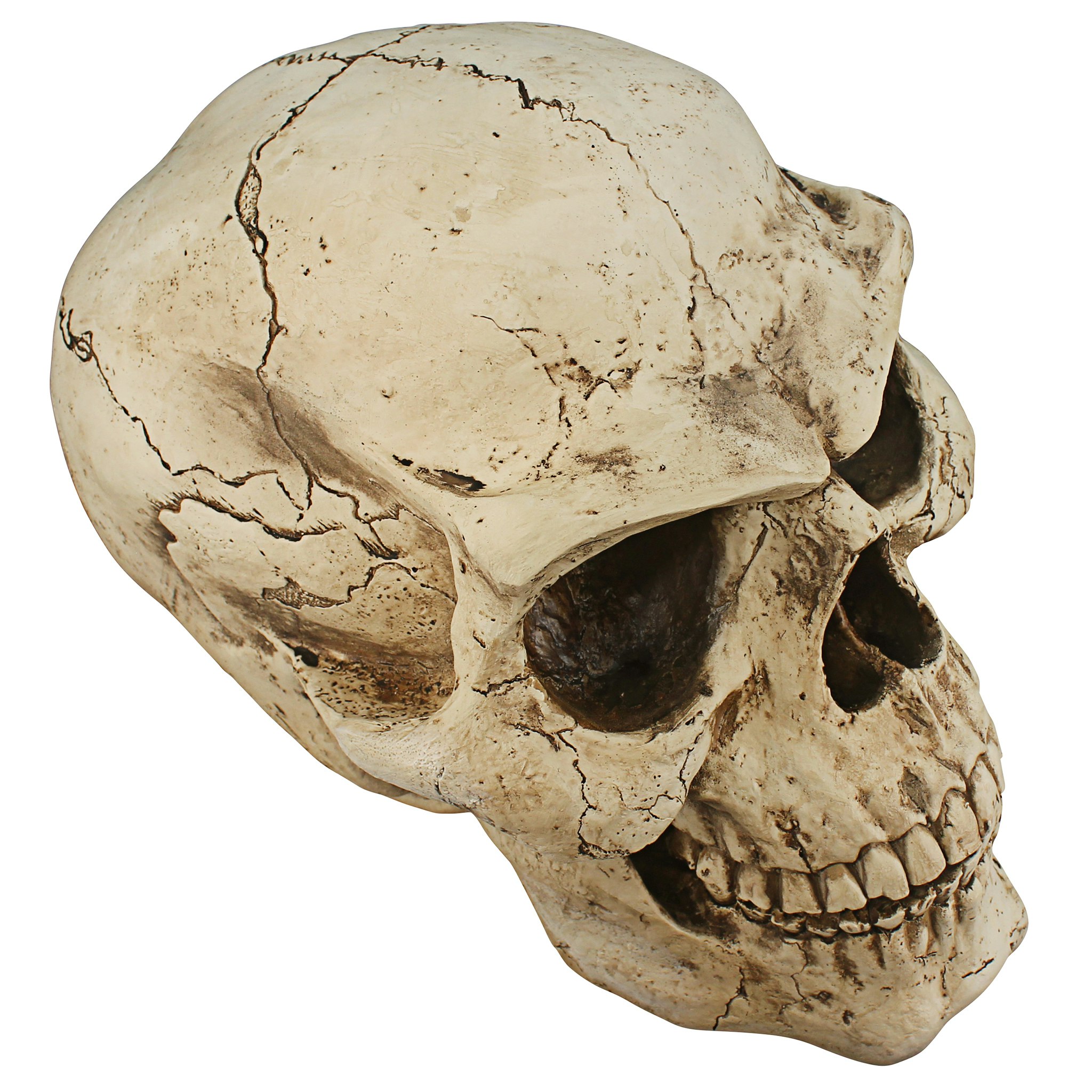 Design Toscano 1.25-ft Skull Yard Decoration CL5054 at Lowes.com