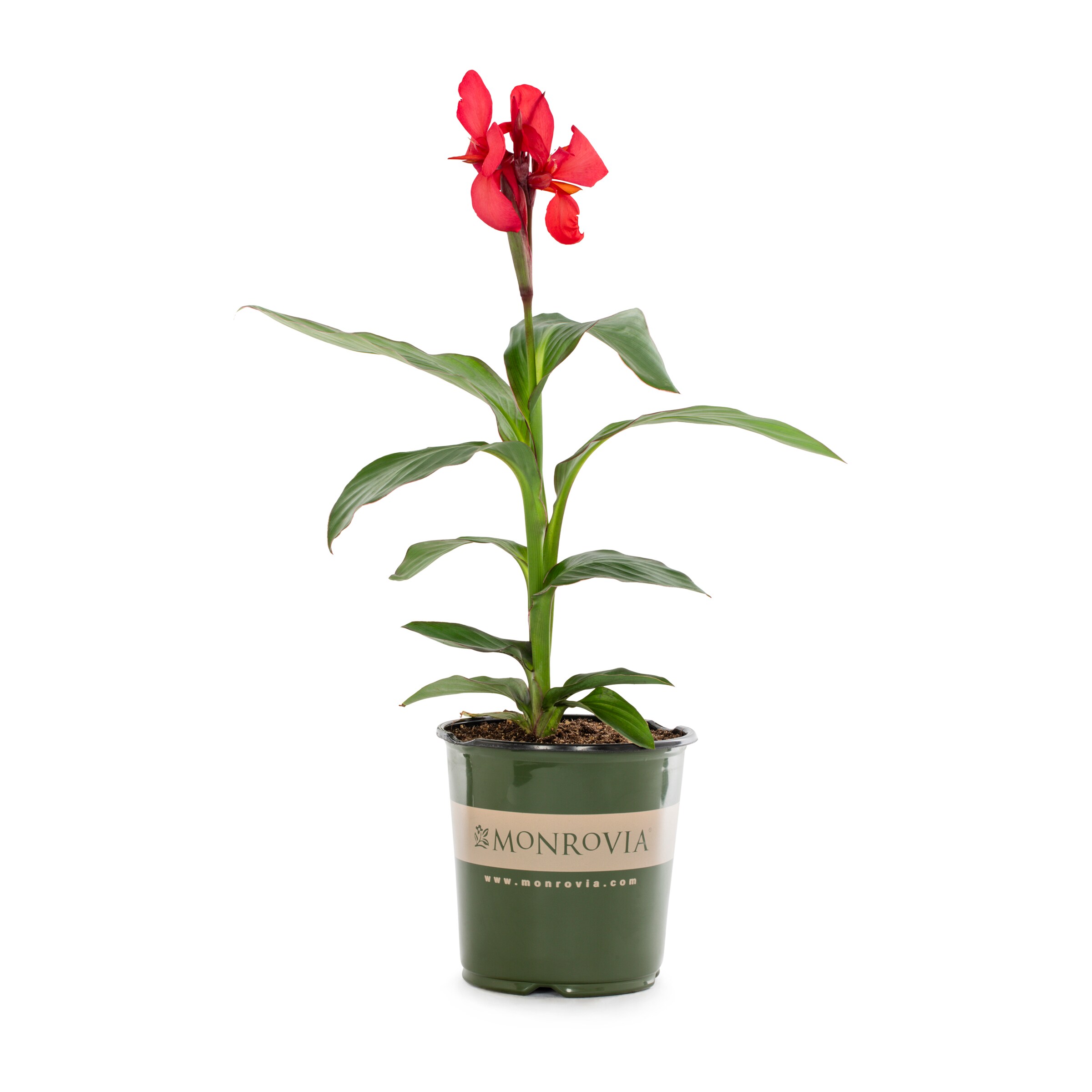 Lowe's NURSERY Canna Cannova Rose Plant in 1 -Gallon