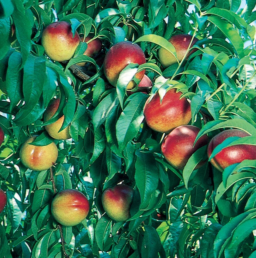  NURSERY Flavortop Nectarine Plant