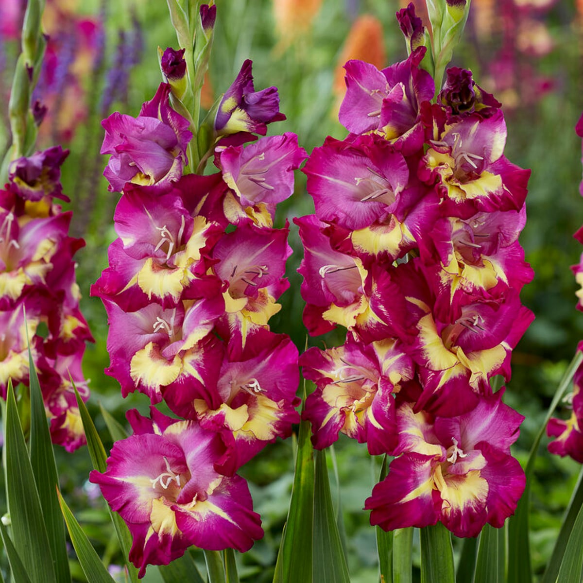 Van Zyverden 84717 Multicolor Gladiolus Seashore Bulbs 12 Count
