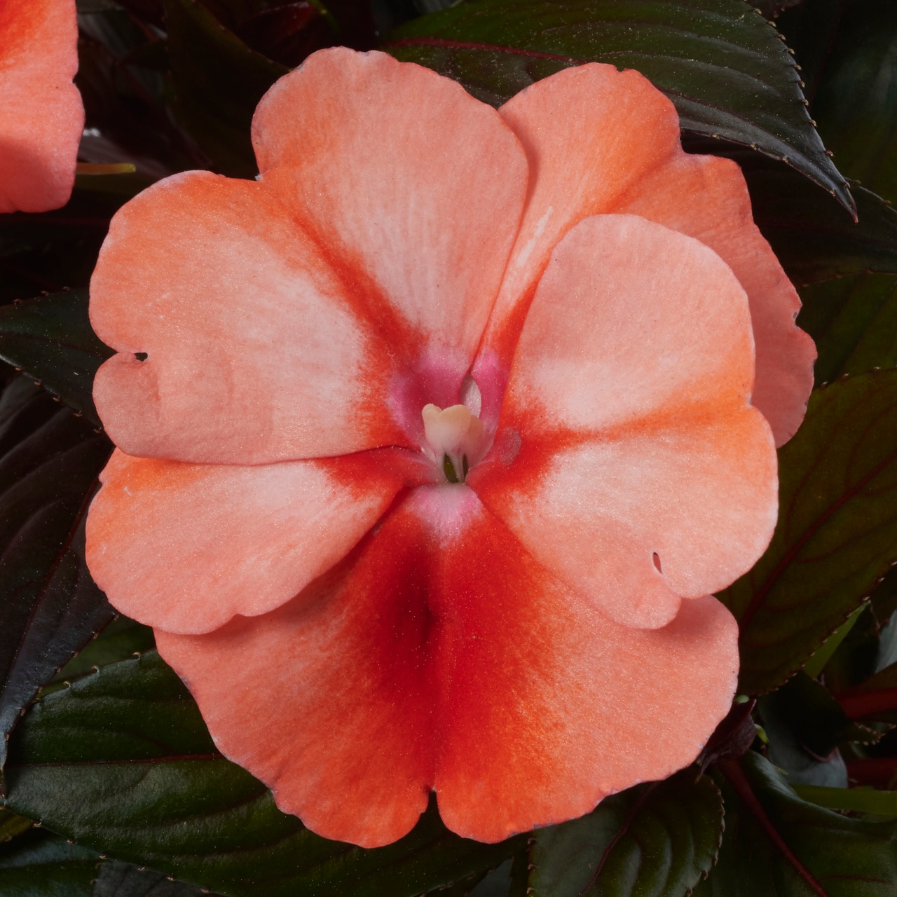 Monrovia 4824 annuals - View #2