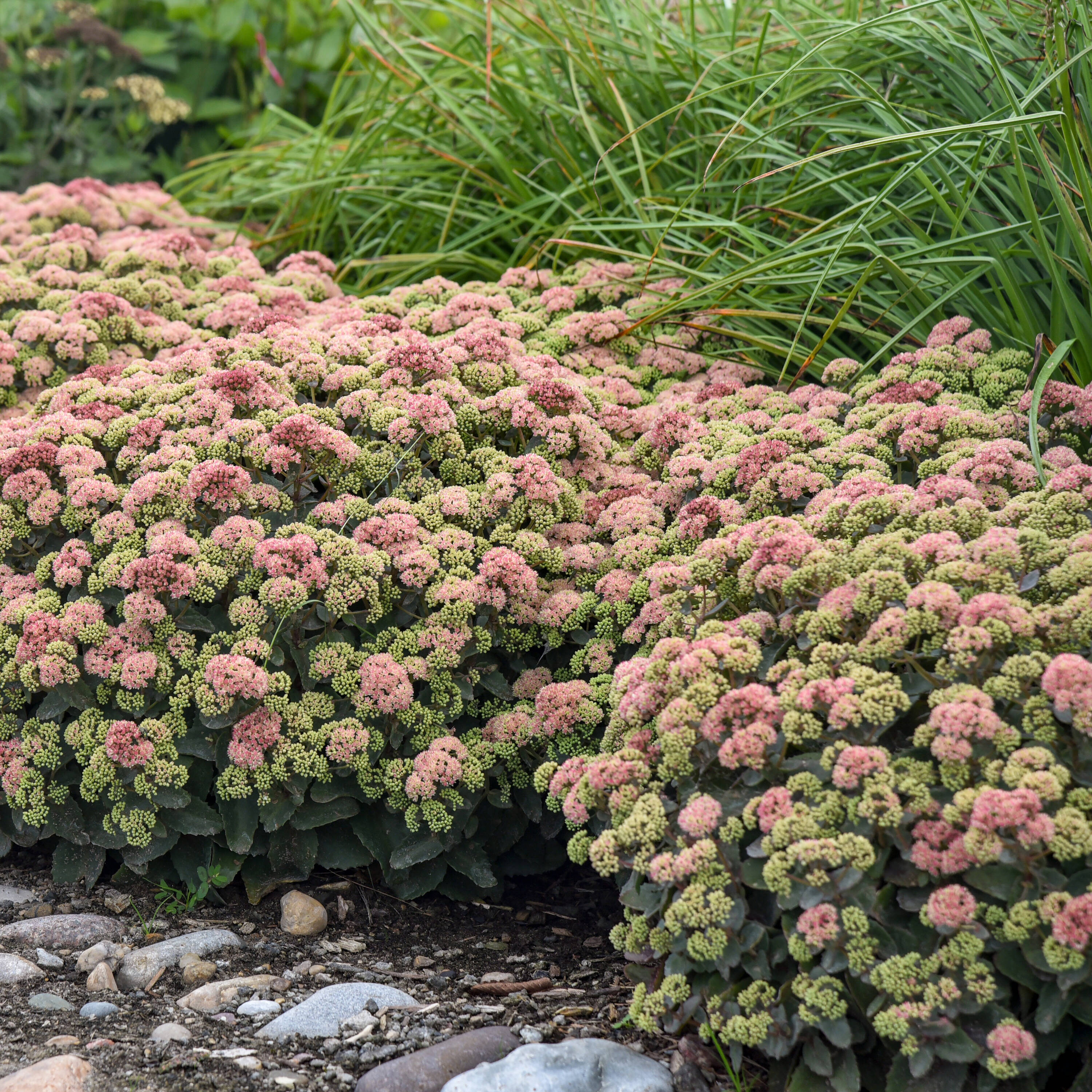 Infographics Sedums With White Flowers