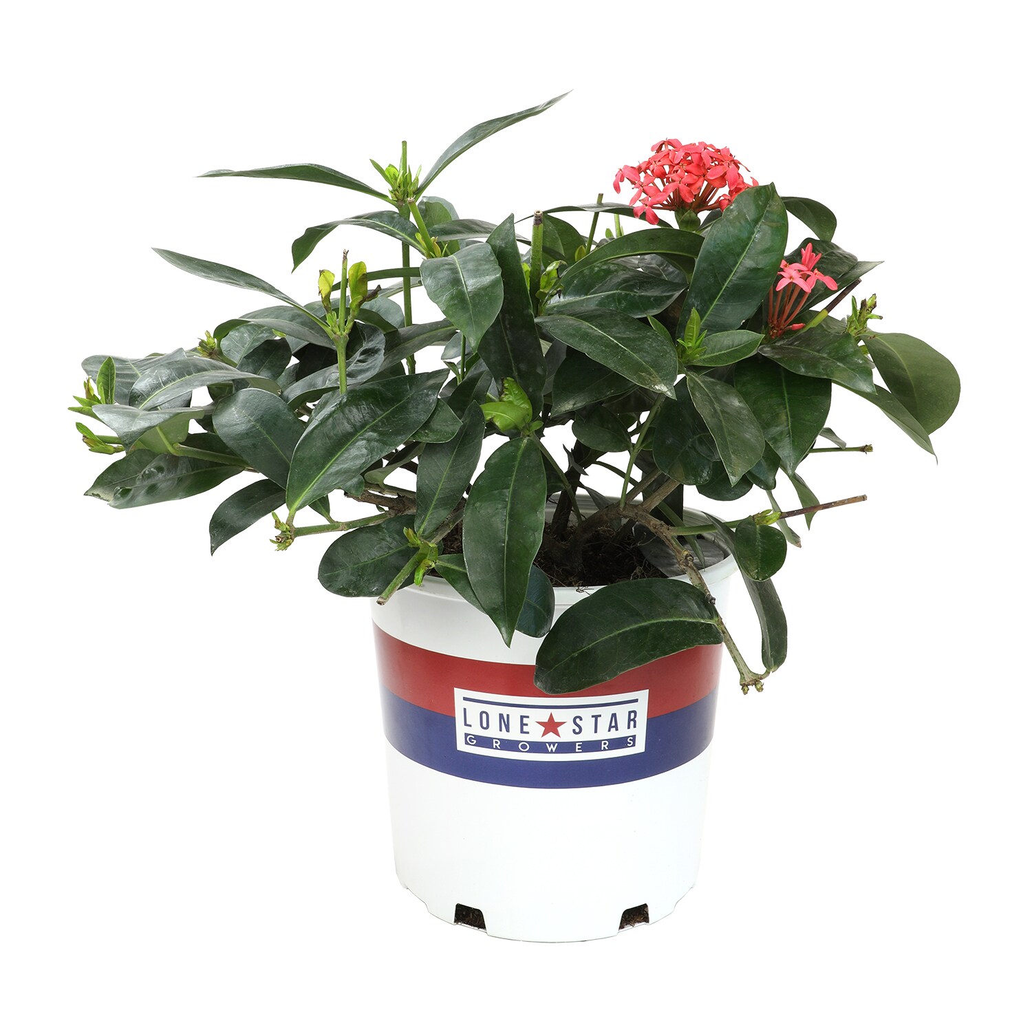 Altman Plants 0872606 shrubs - View #3