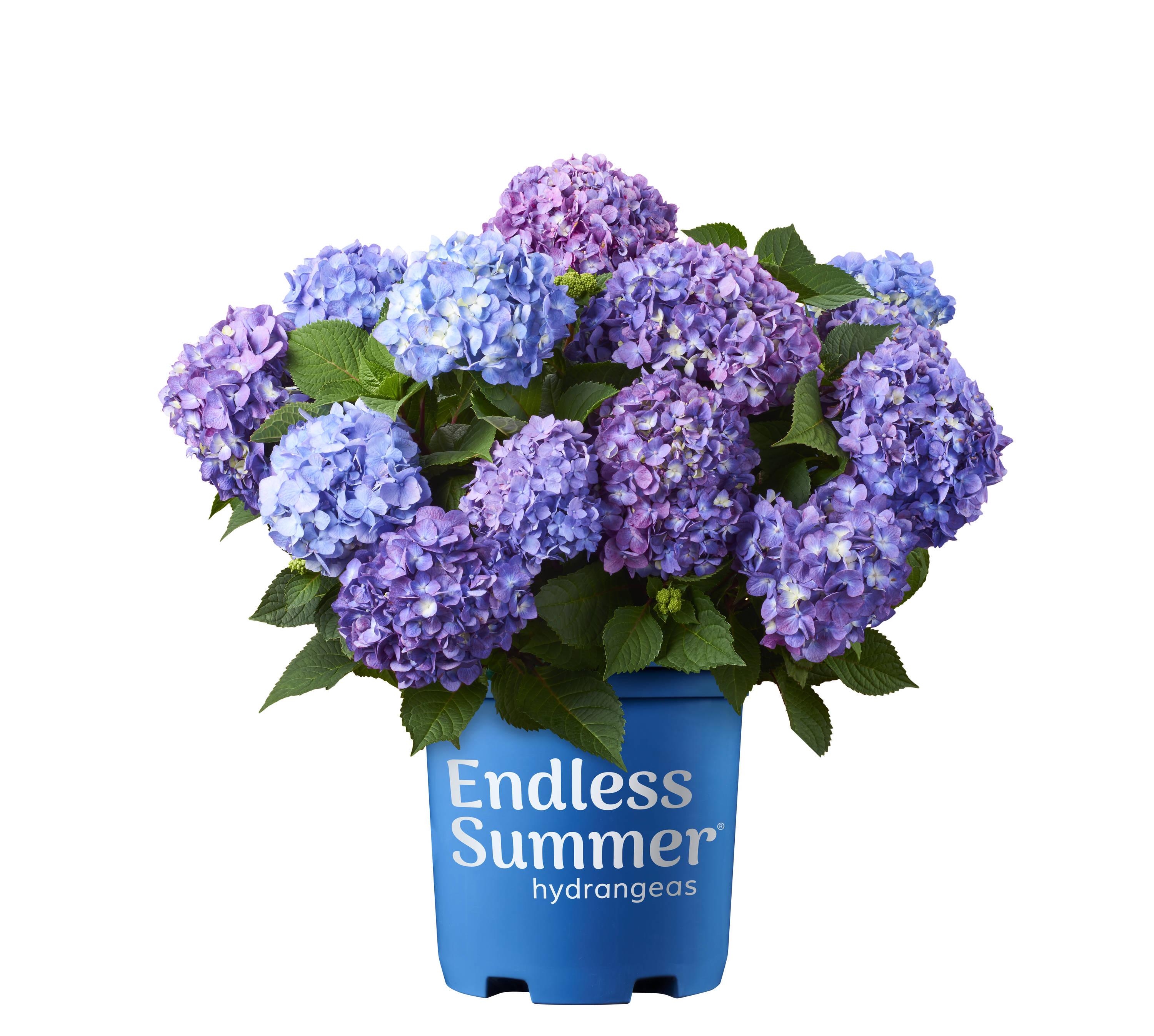 Image of Lowe's Endless Summer Hydrangea in a pot, on a patio