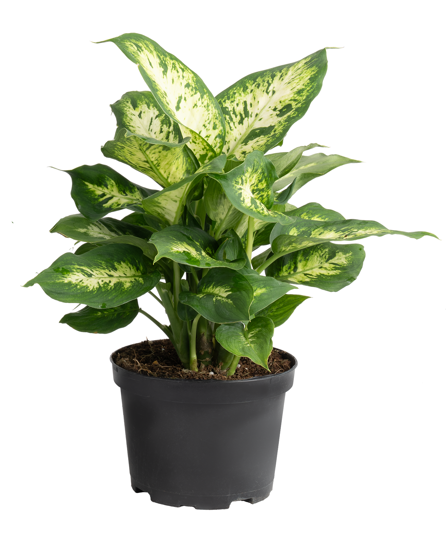 Costa Farms 921909 Asst. Foliage House plant in 1.4 Quart(s) Pot 1 -Pack