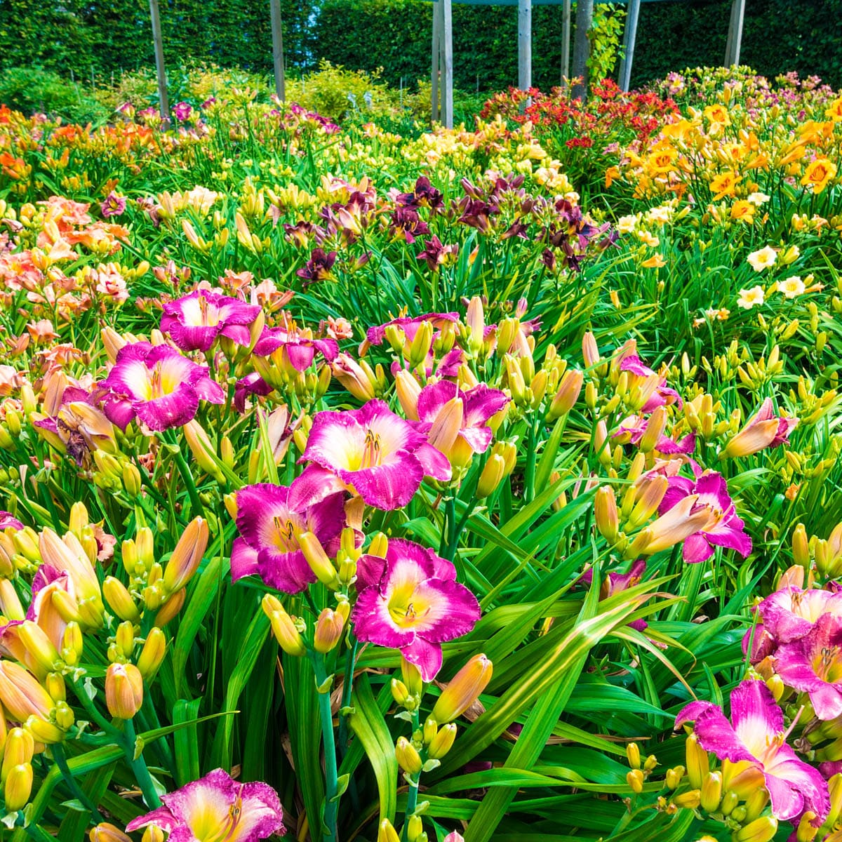 Breck's 10413 perennials - View #2