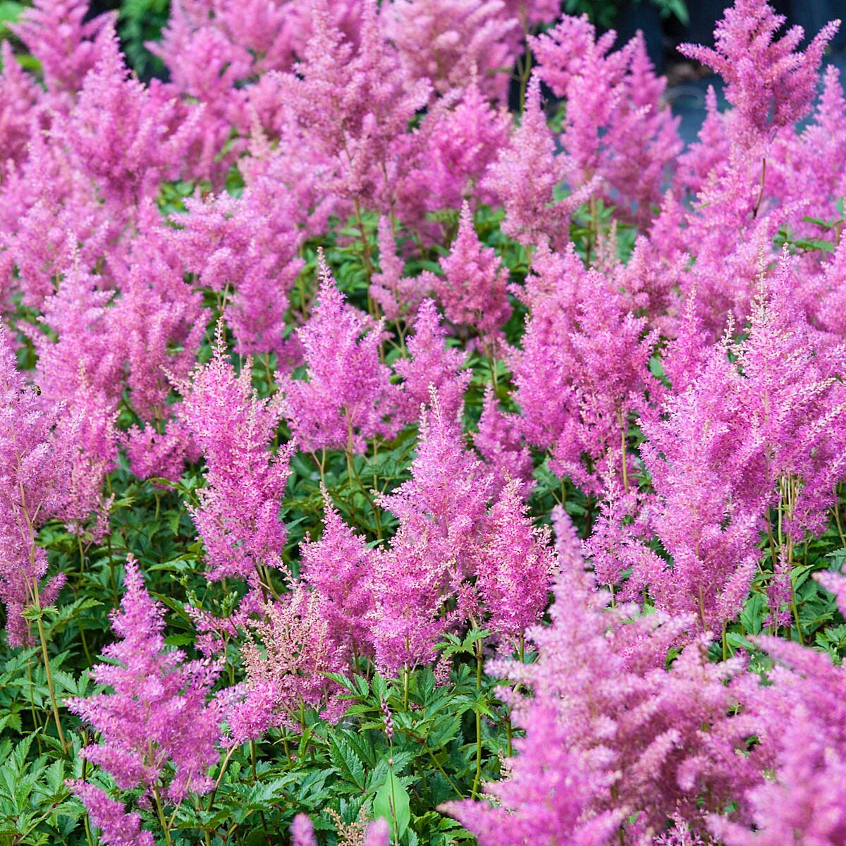 Spring Hill Nurseries 01244 perennials - View #2