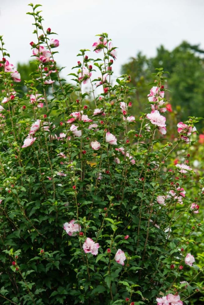 Spring Hill Nurseries 66160 shrubs - View #4