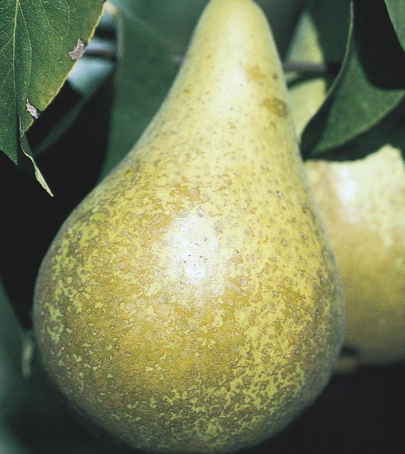 NURSERY Flordahome Pear Tree
