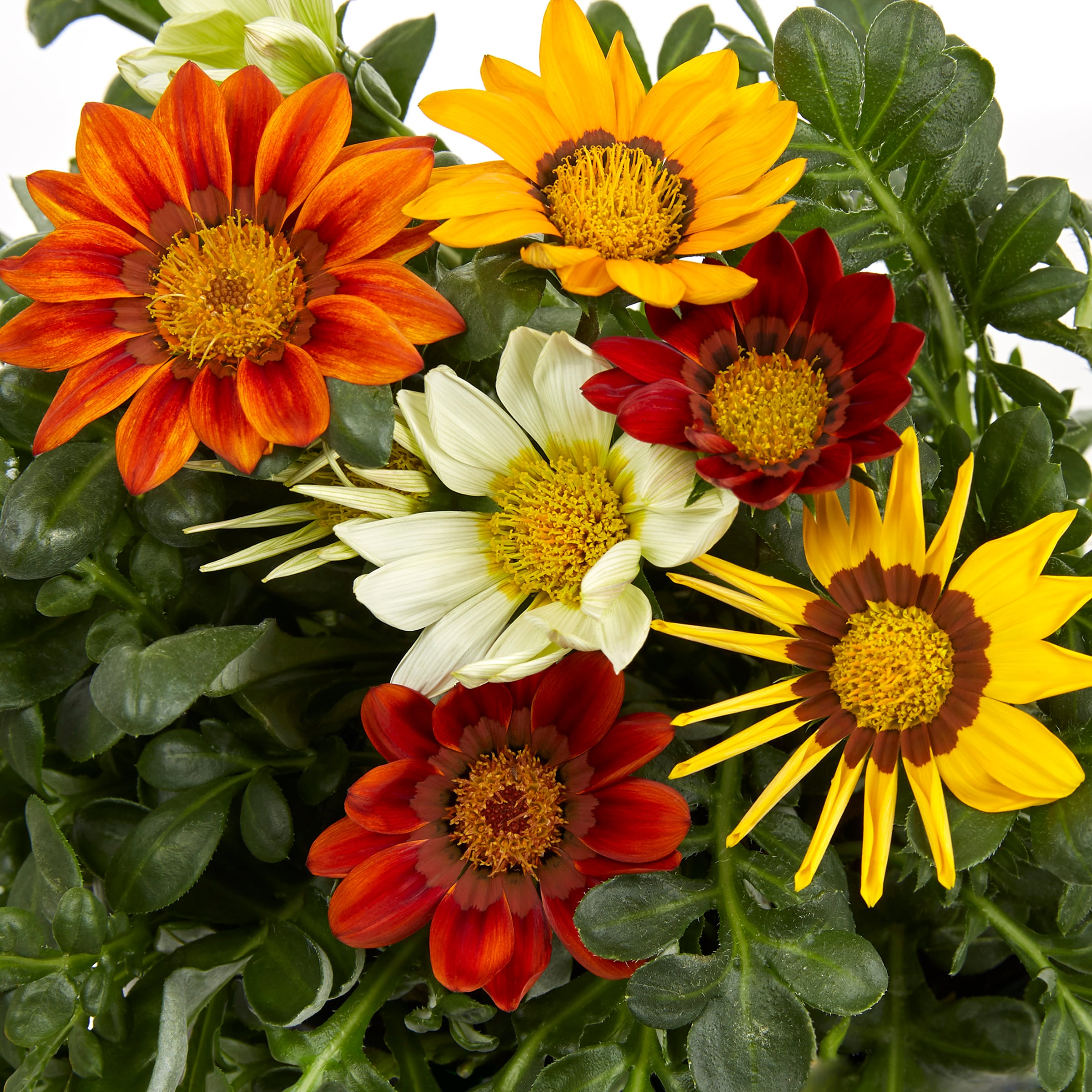 Lowe's NURSERY annuals - View #4