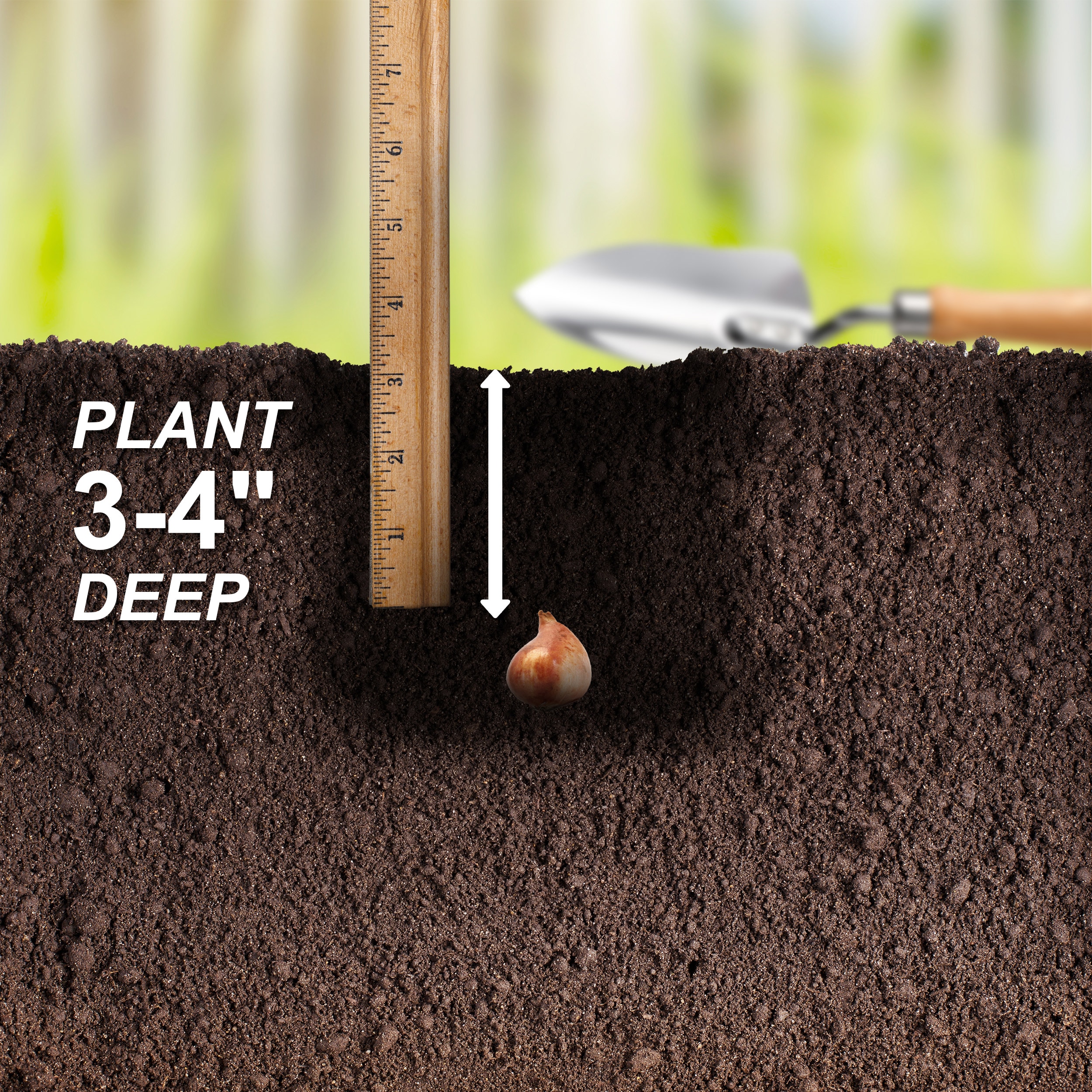 Garden State Bulb ECF-43-100-04 Plant-Bulbs - View #5