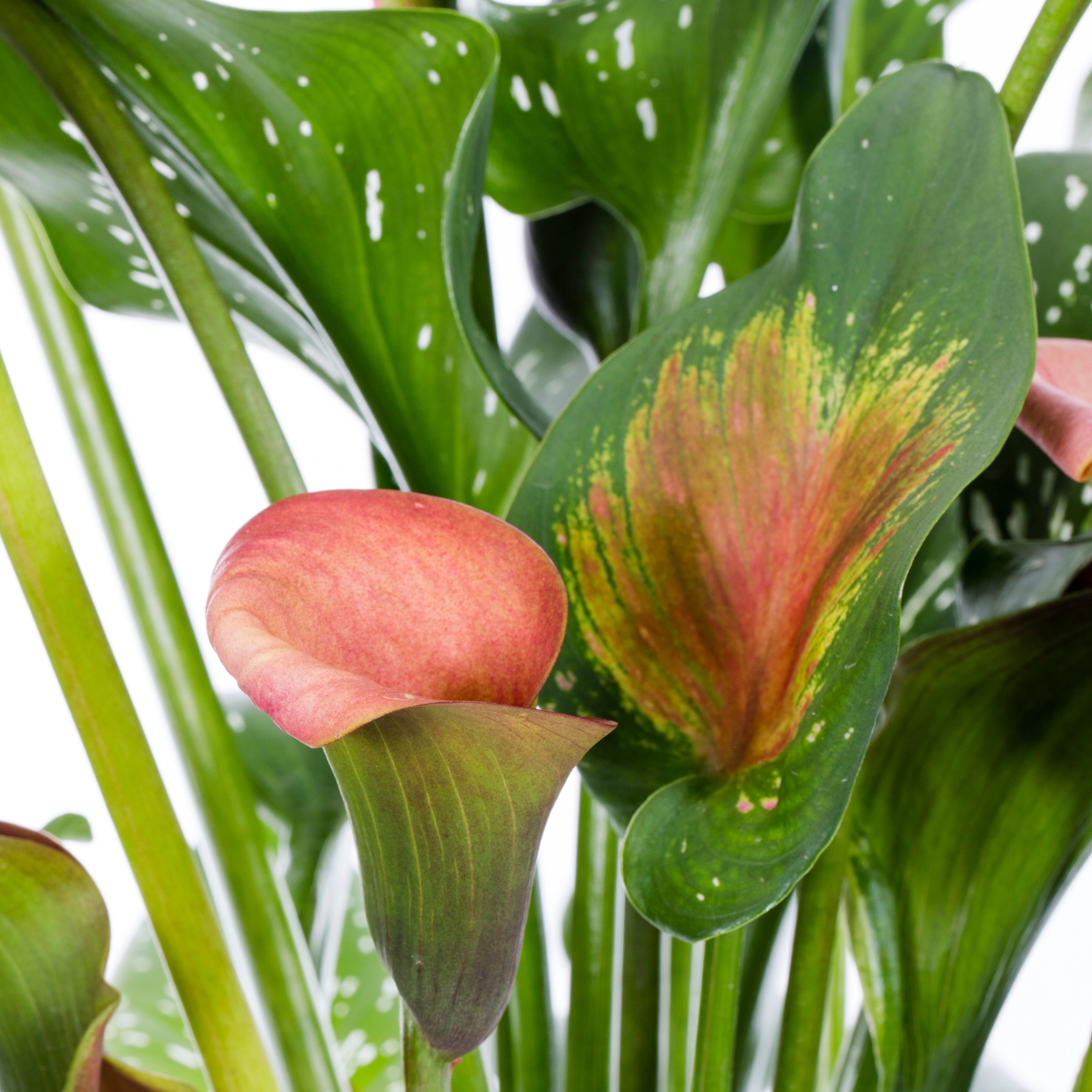 Monrovia Red Calla Lily Plant in 1-Quart Pot 5-Pack 5072 at Lowes.com