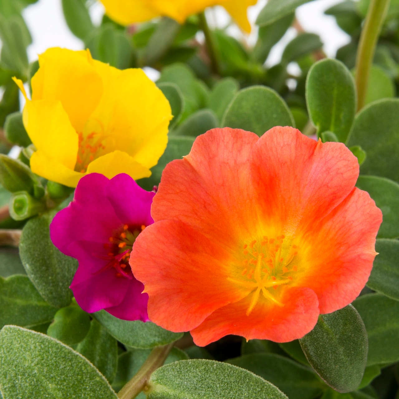 Metrolina Greenhouses 4757 annuals - View #2