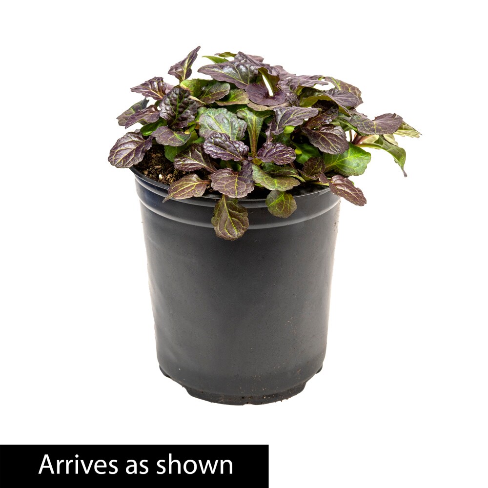 Spring Hill Nurseries 80445 Ground-Cover - View #4