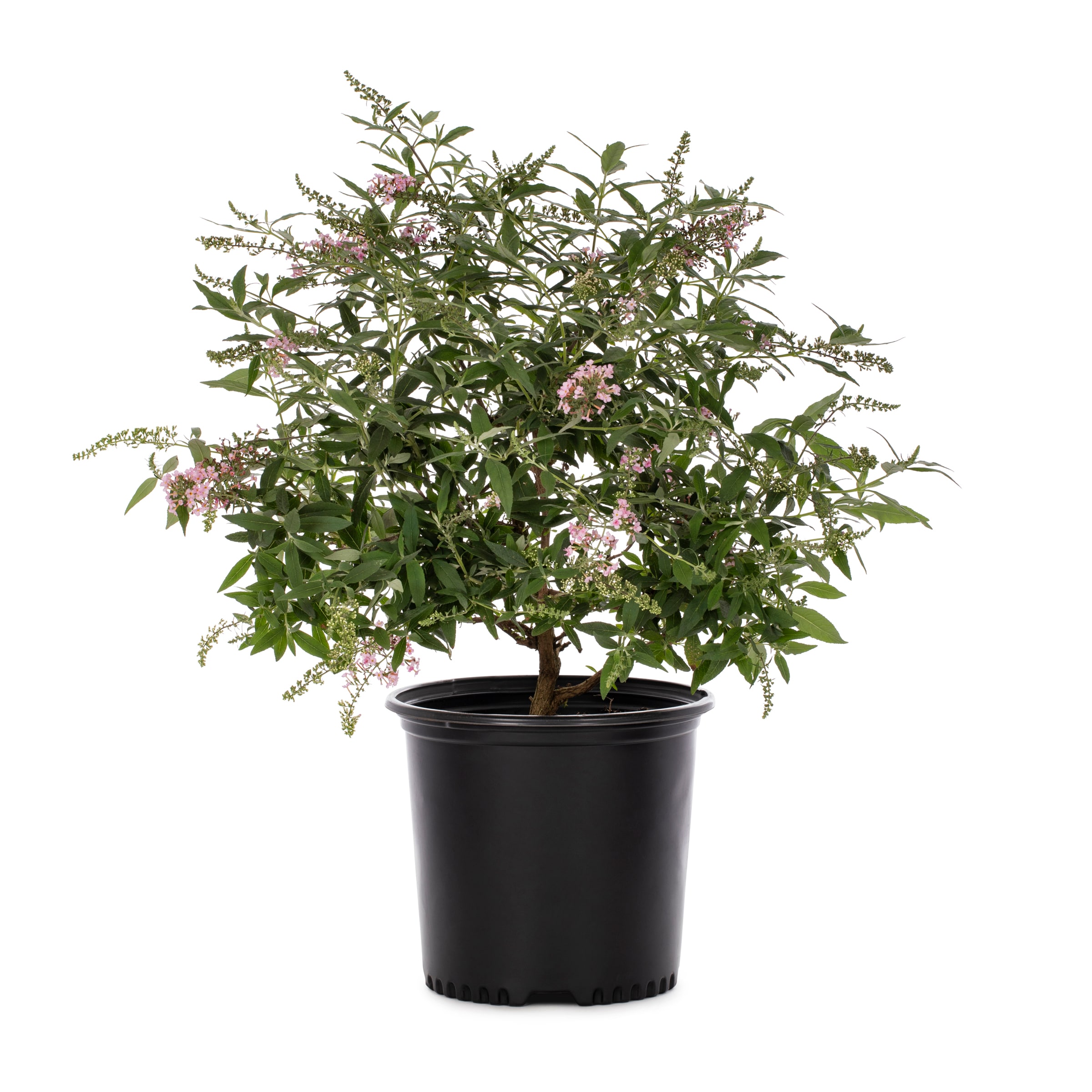 Proven Winners 840500 shrubs - View #4