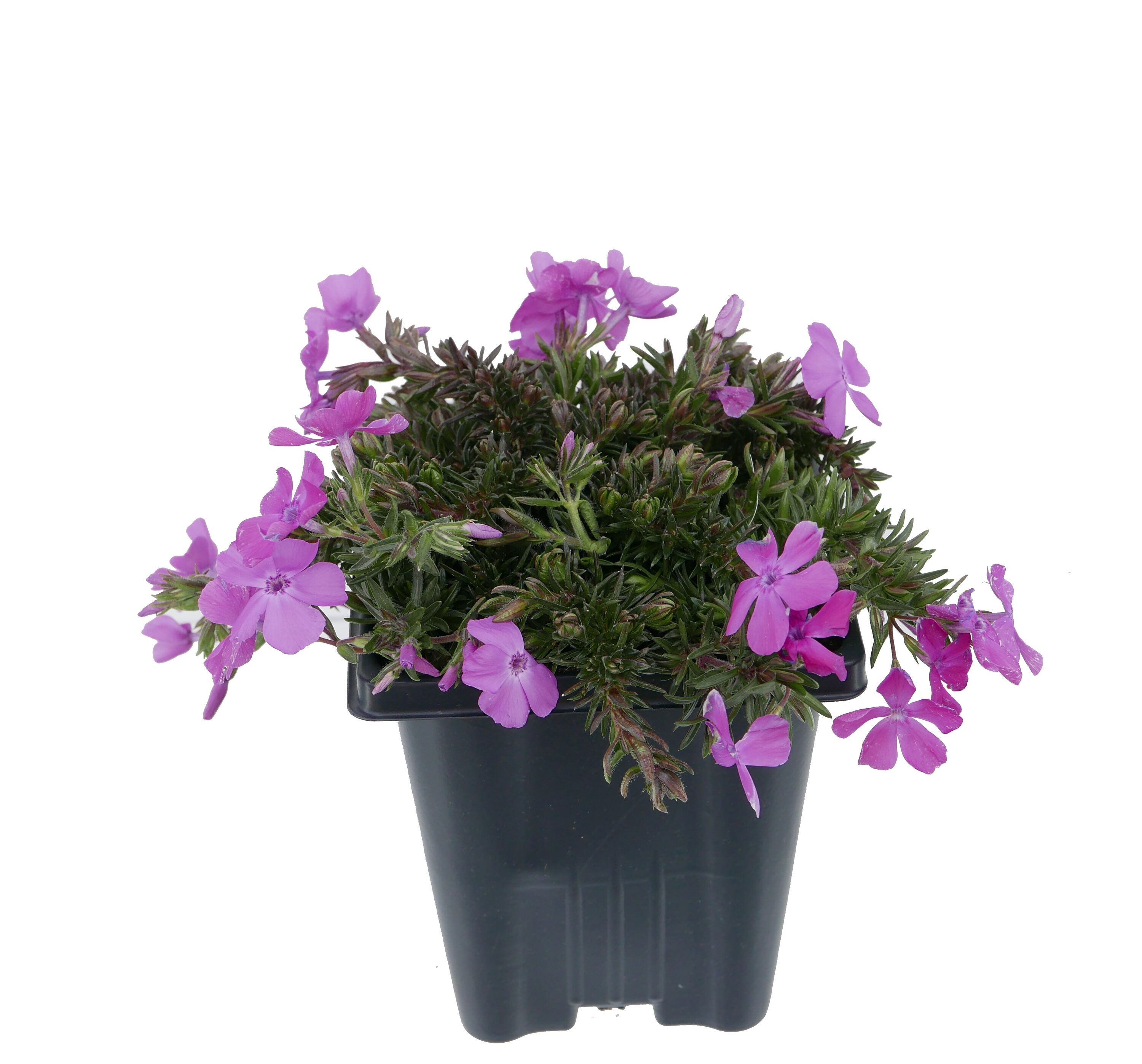  1126 Pink Creeping Phlox Plant in 1 -Quart Pot 1.0 -Pack
