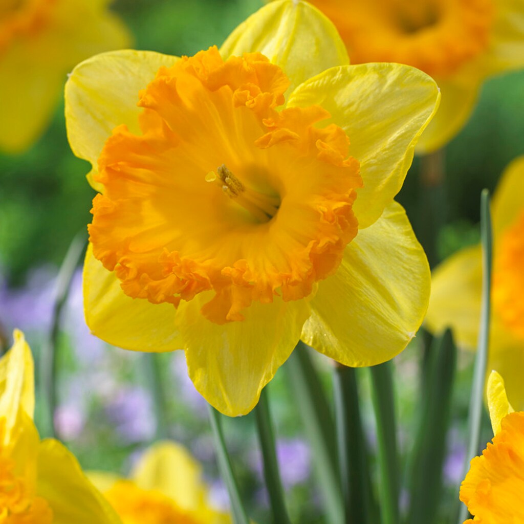 Breck's Yellow King Alfred Daffodil Bulbs Bagged 100-Pack in the Plant  Bulbs department at