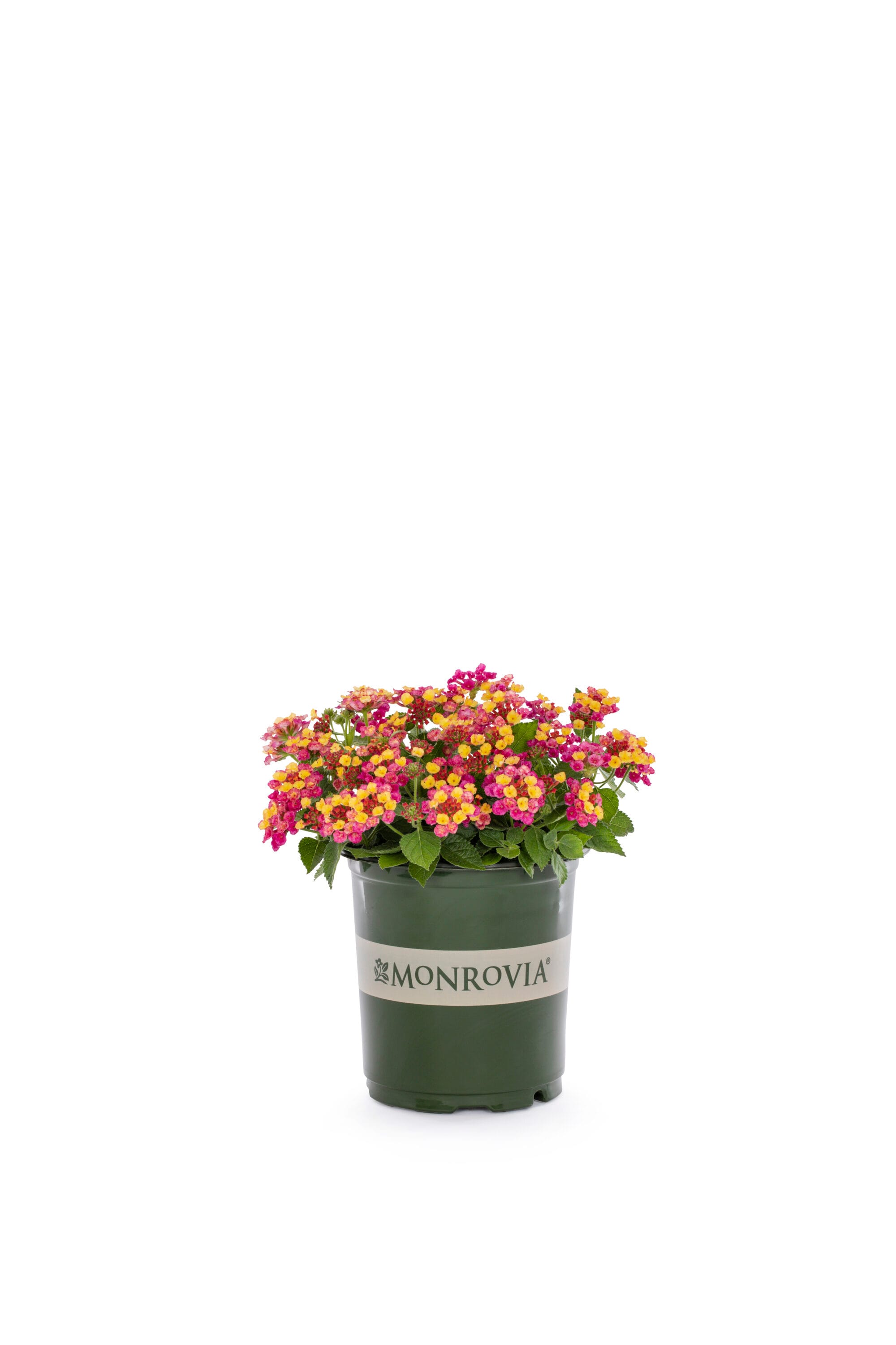 Monrovia 79168 annuals - View #5