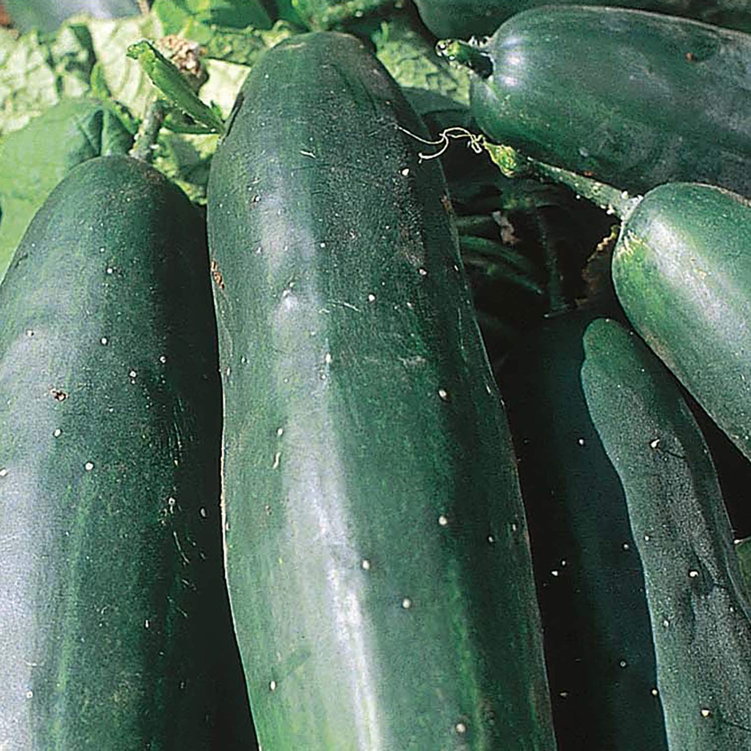 Ferry-Morse LC25.9514 Vegetable-Herb-Seeds - View #3
