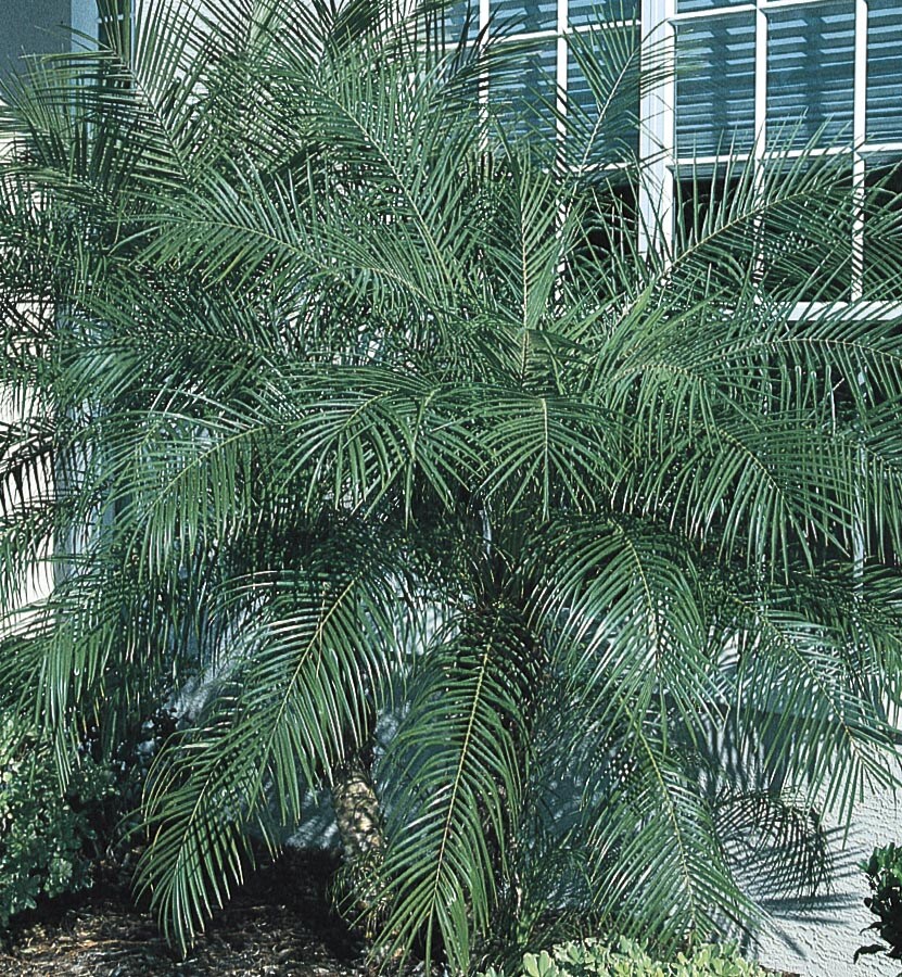  00420 Pygmy Date Palm