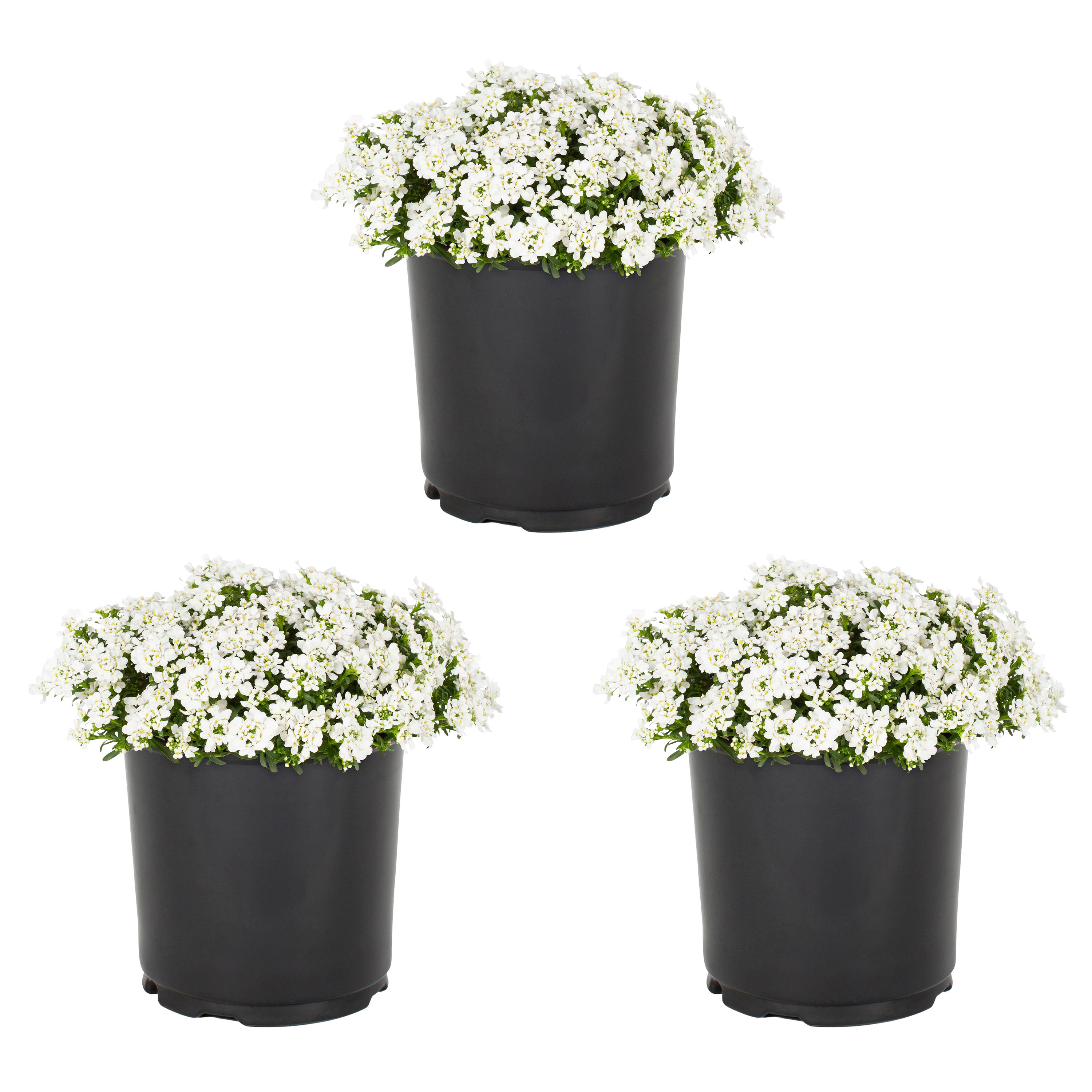 Metrolina Greenhouses 4667 White Candy Tuft Plant in 2 -Quart Pot 3.0 -Pack