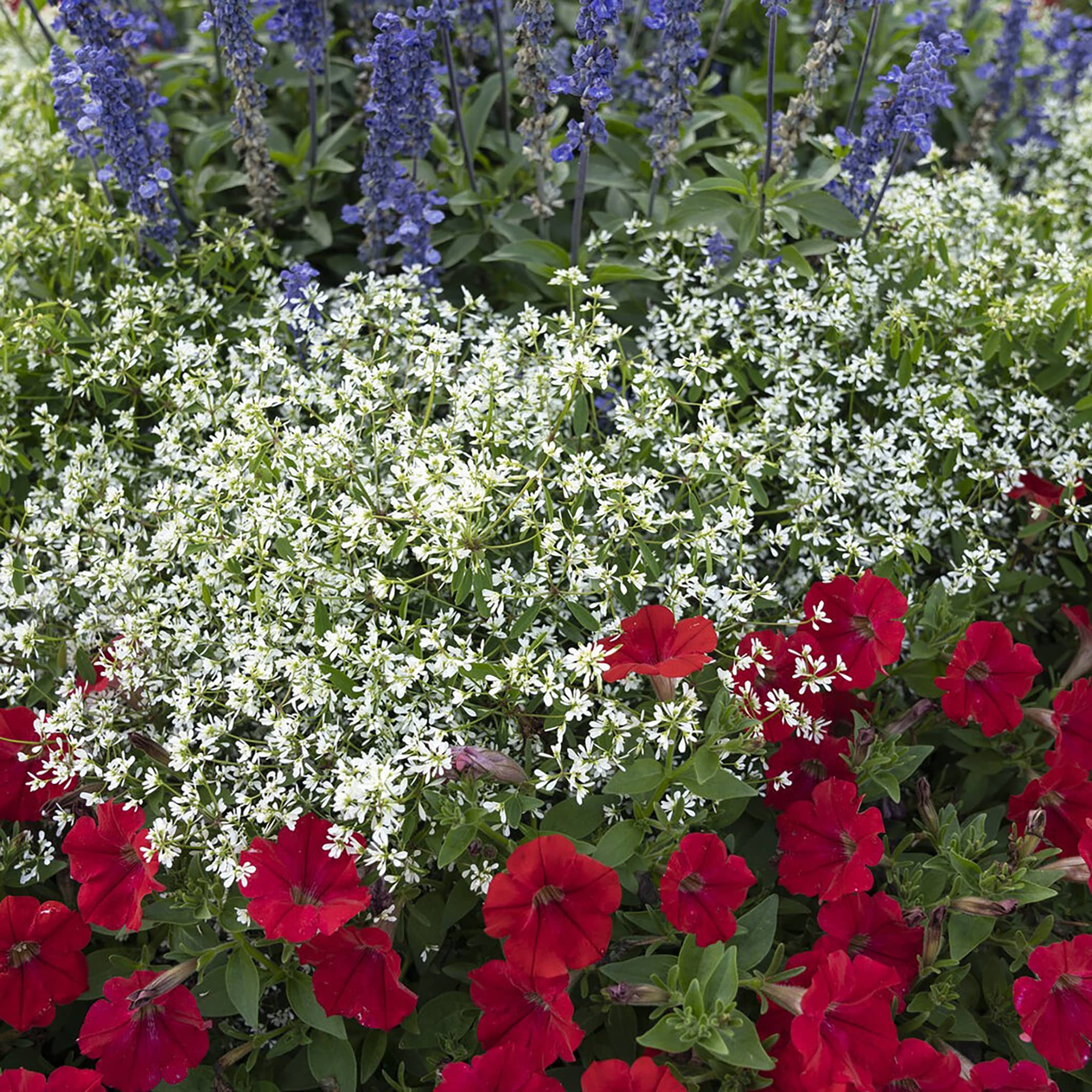 Proven Winners EUPPRW1107504 annuals - View #4
