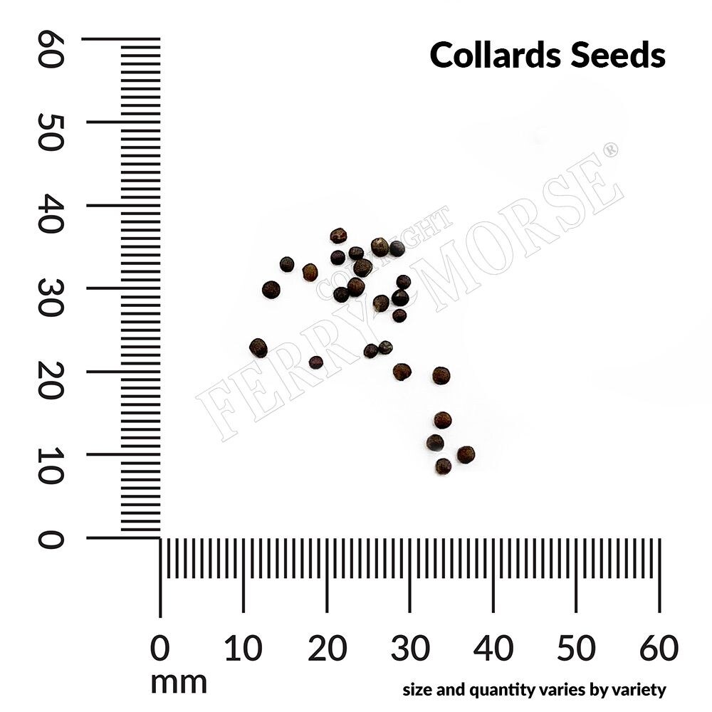 Ferry-Morse LC25.7243 Vegetable-Herb-Seeds - View #4