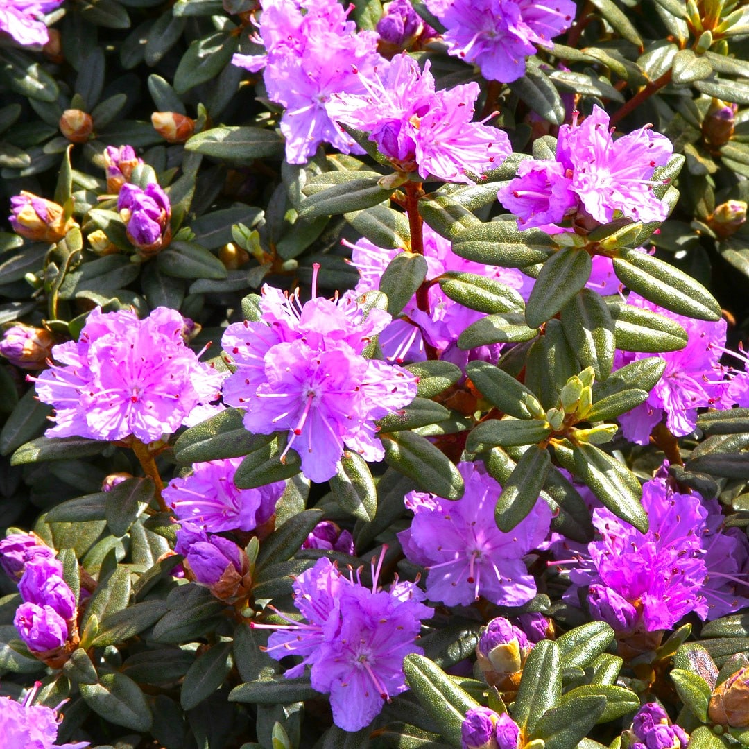  O754002 shrubs - View #2