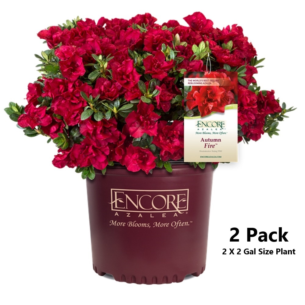 Encore Azalea 80542-2 Autumn Fire Azalea Flowering Shrub in 2 -Gallon Pot 2.0 -Pack with Red Blooms