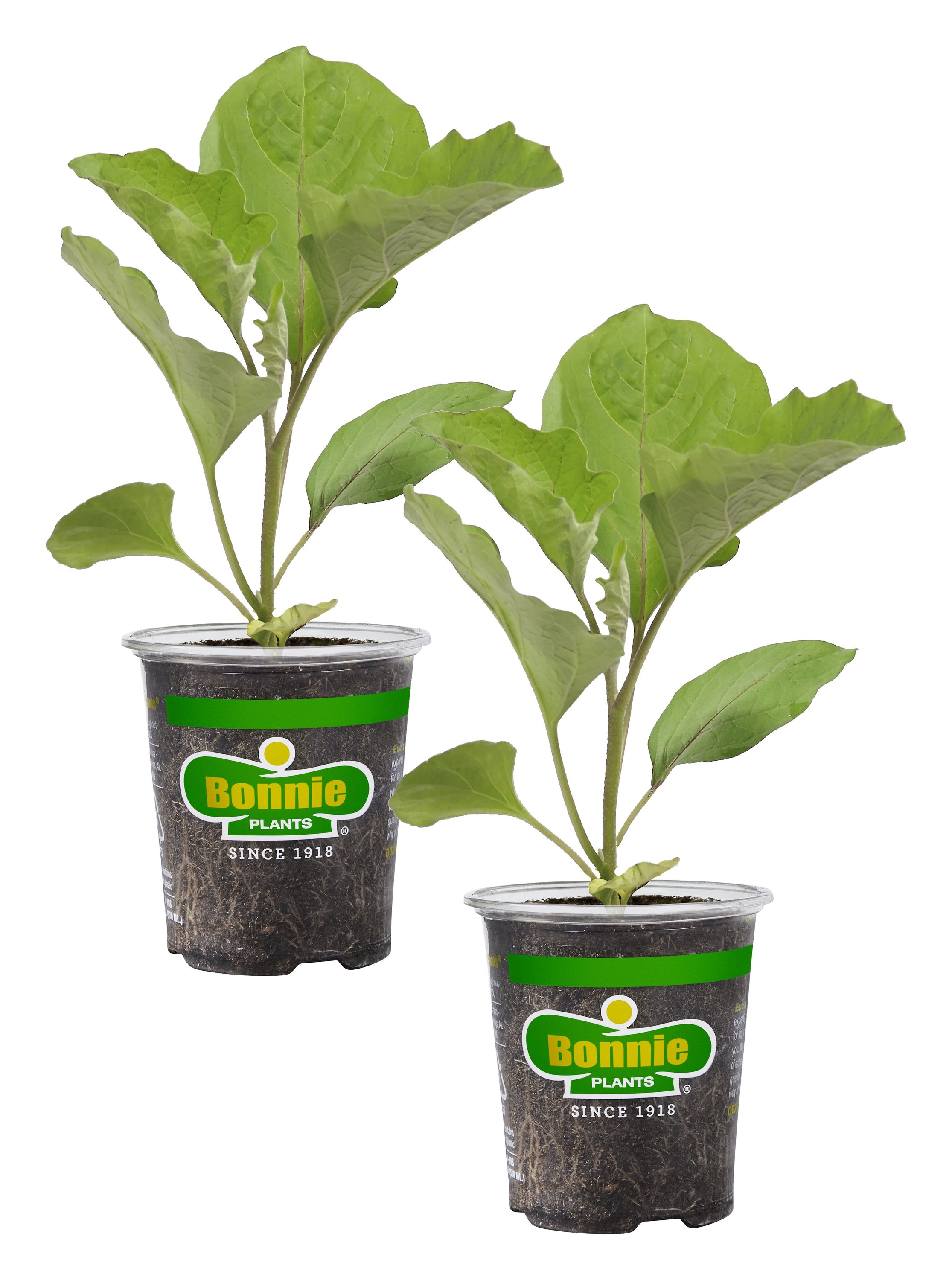 Bonnie Plants 36-in Eggplant Pot Plant 2-Pack in the Vegetable Plants ...