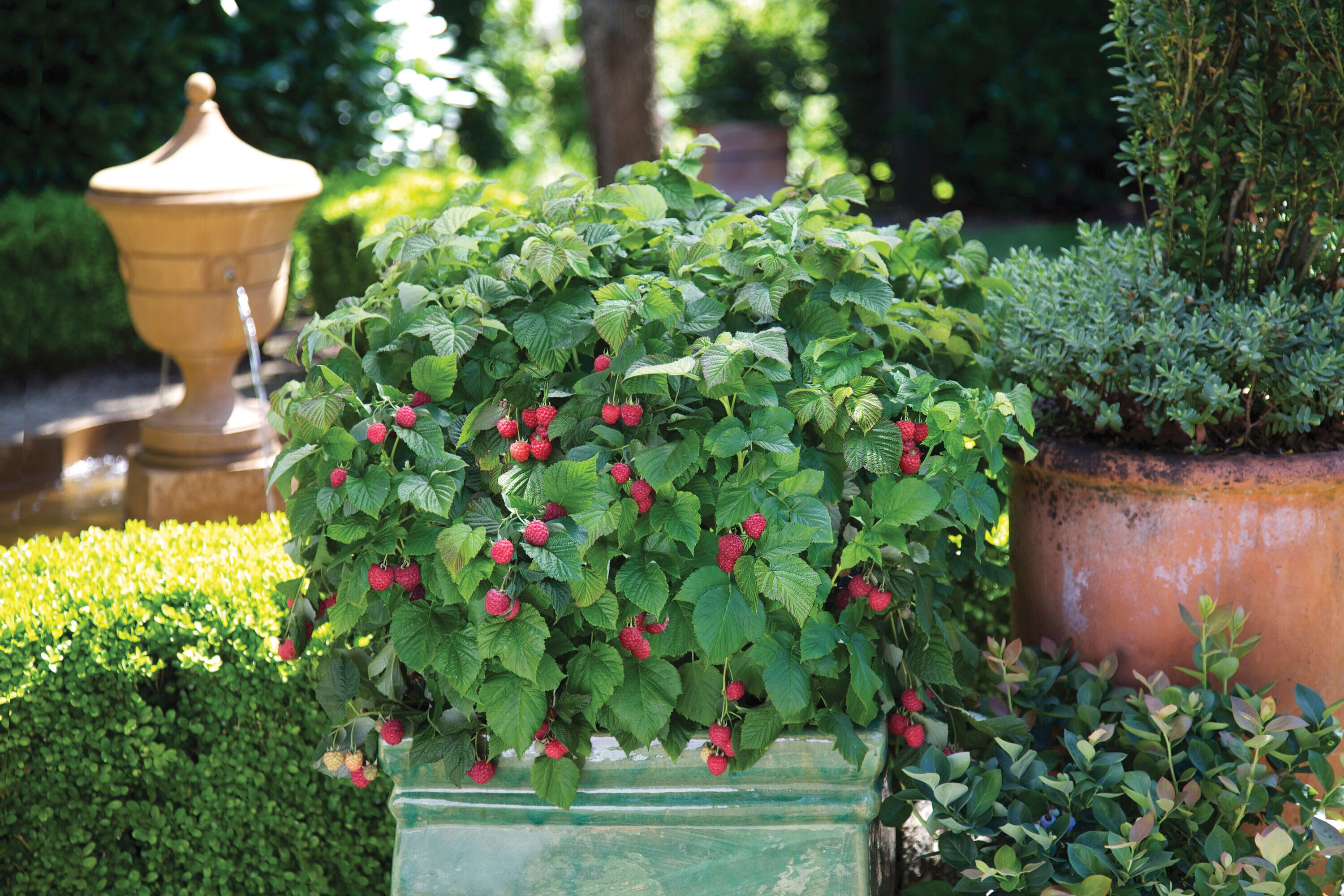 Bushel and Berry Raspberry Plant Pot Blooms in Spring