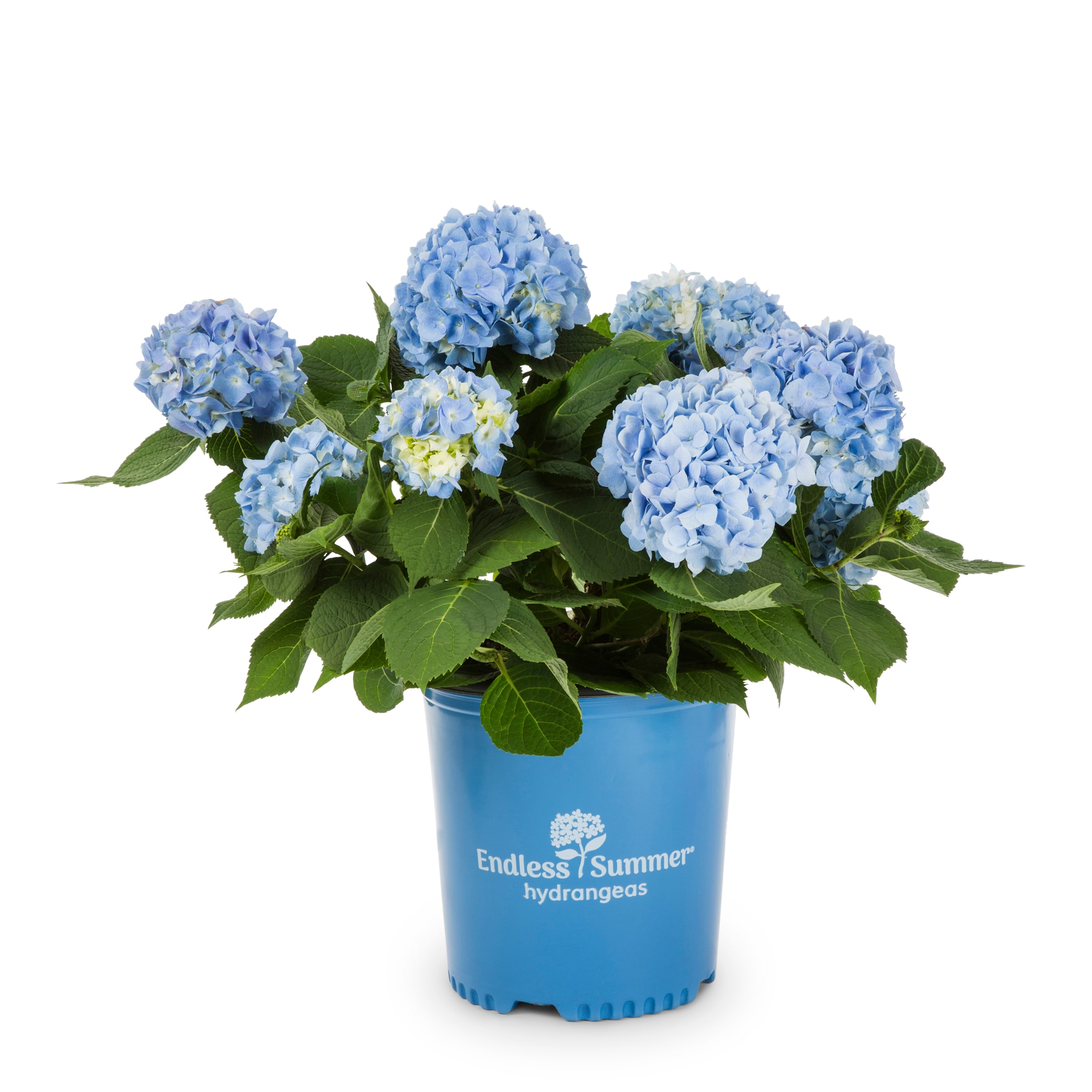 Image of Endless Summer hydrangea in pot 2