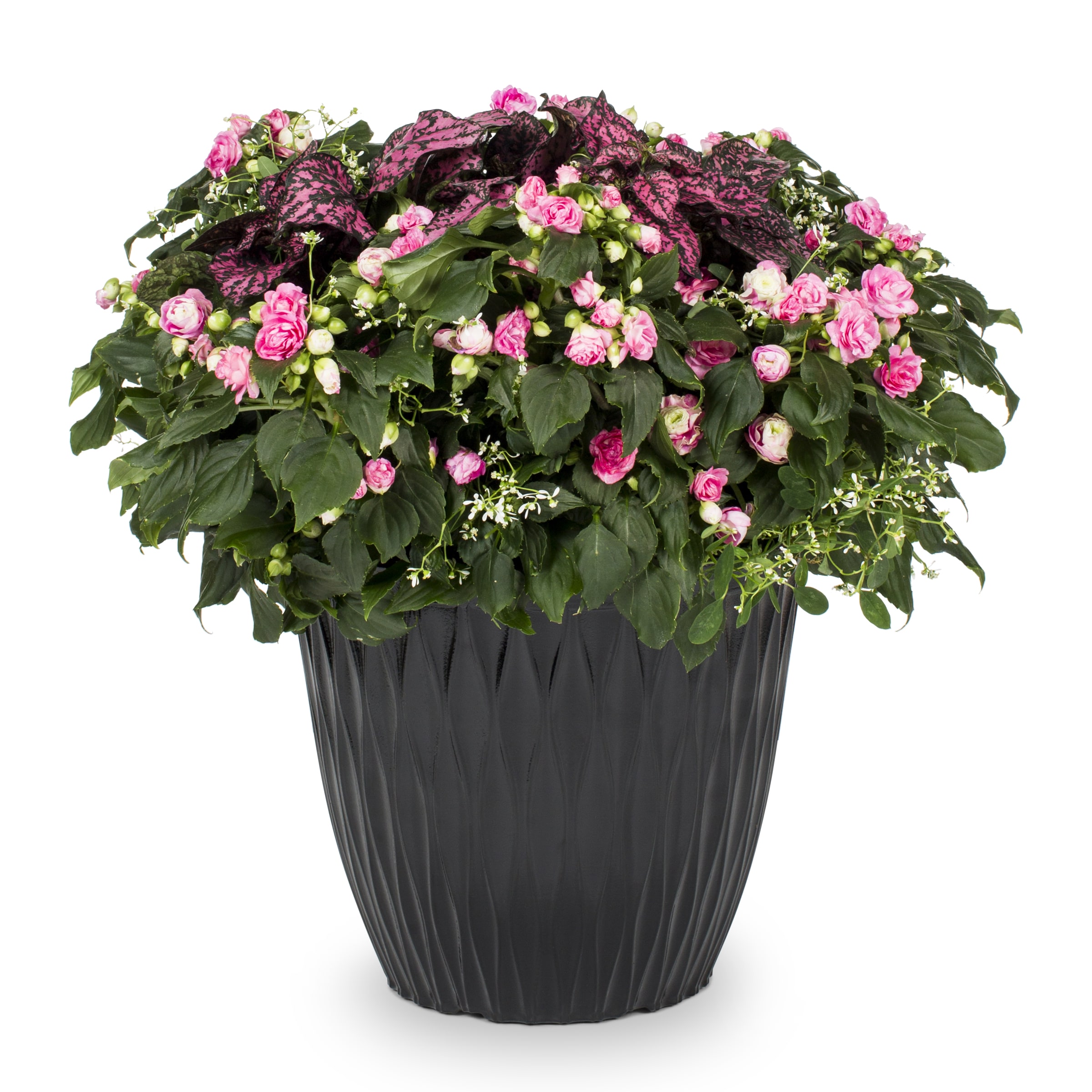 Lowe's NURSERY annuals - View #3