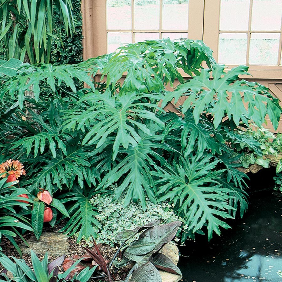  NURSERY 