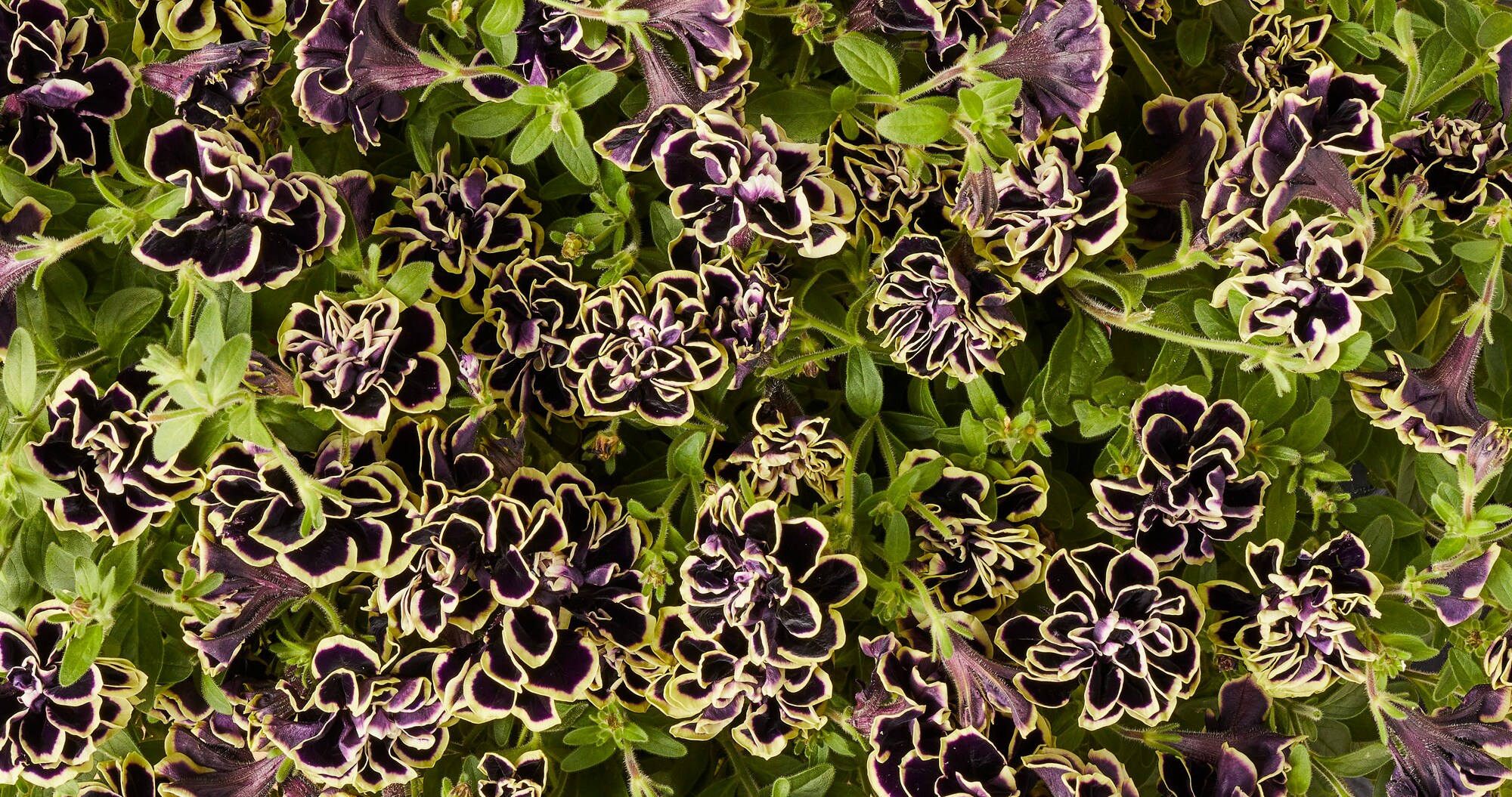Miracle-Gro 203427 annuals - View #4