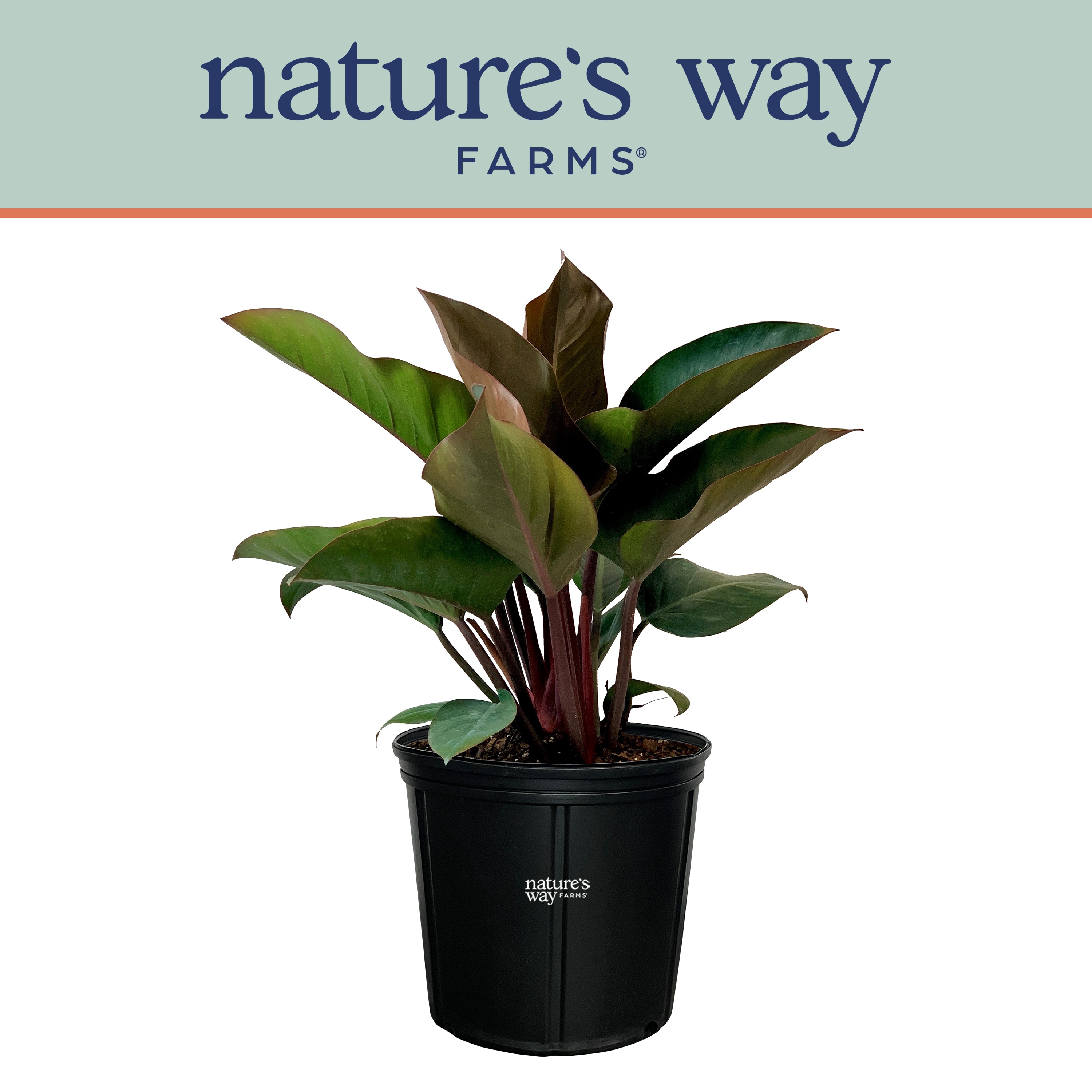  2169 Nature's Way Farms Philodendron Moonlight Live Plant in 6# Pot