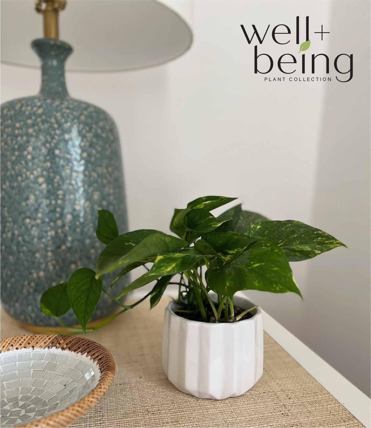  1077 hseplants - View #3