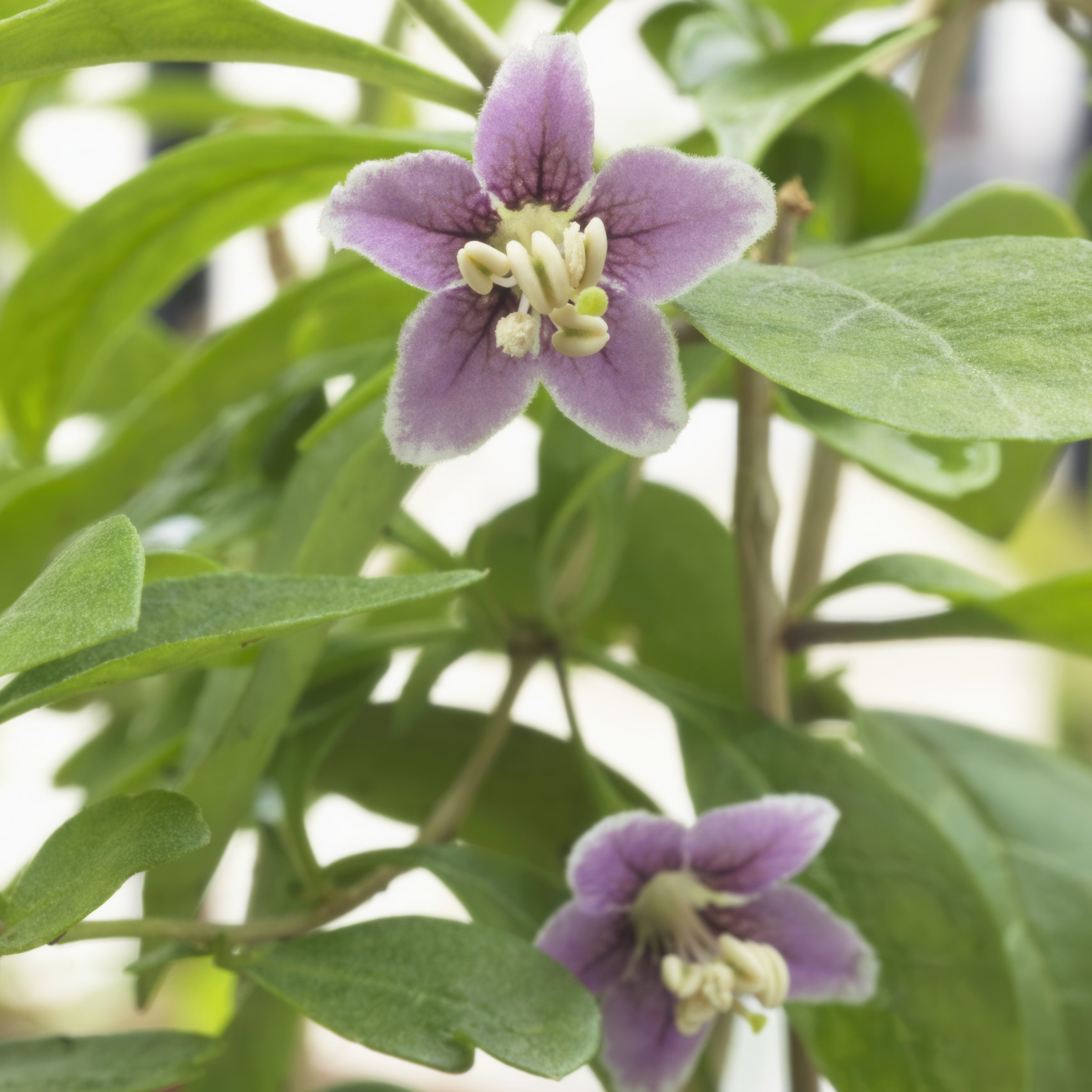 National Plant Network LW1842 shrubs - View #8