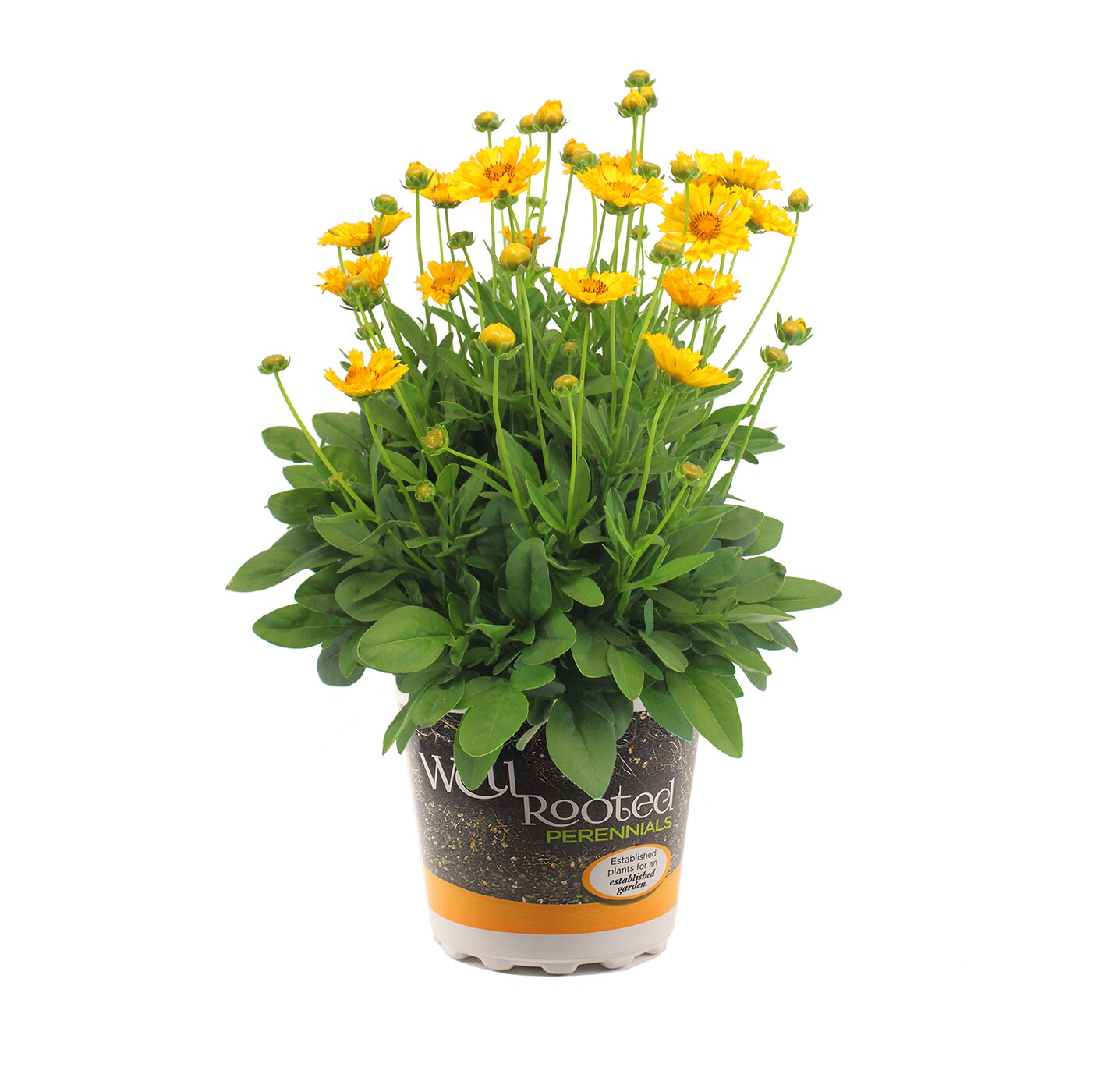 Lowe's NURSERY Multicolor Coreopsis in 1.5-Gallons Pot