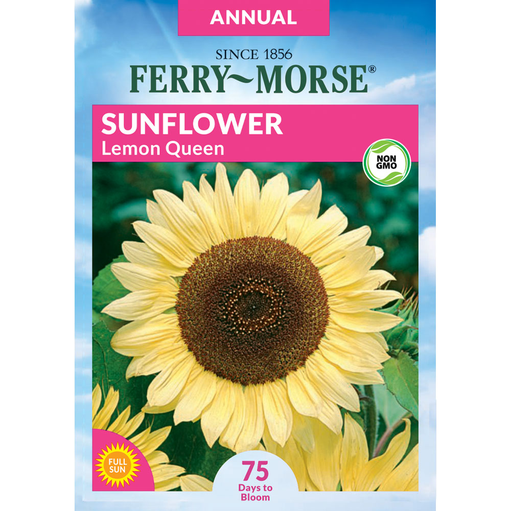 Ferry-Morse Sunflower Lemon Queen Flower Seeds 1.25-Gram in the Flower ...