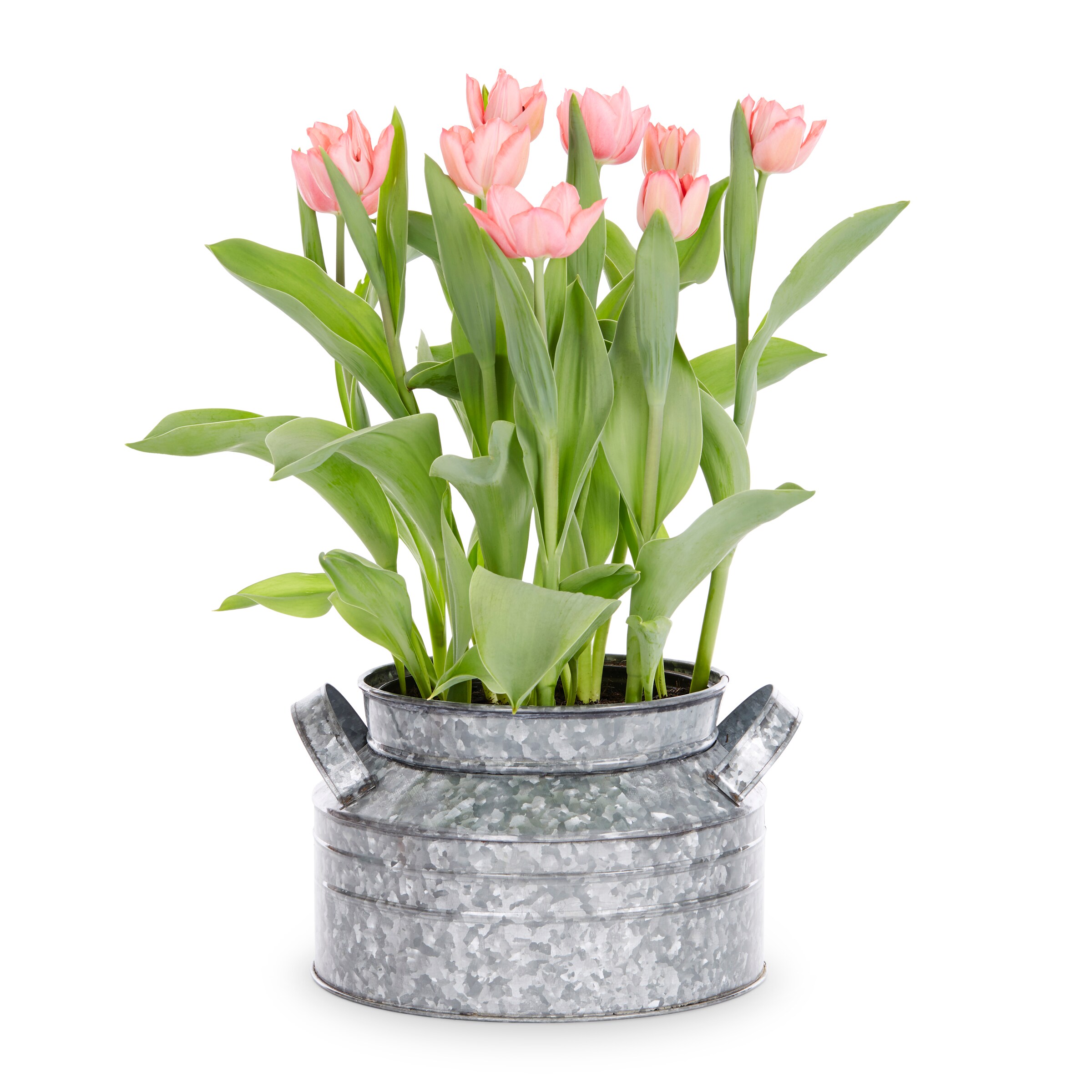 Lowe's NURSERY annuals - View #7