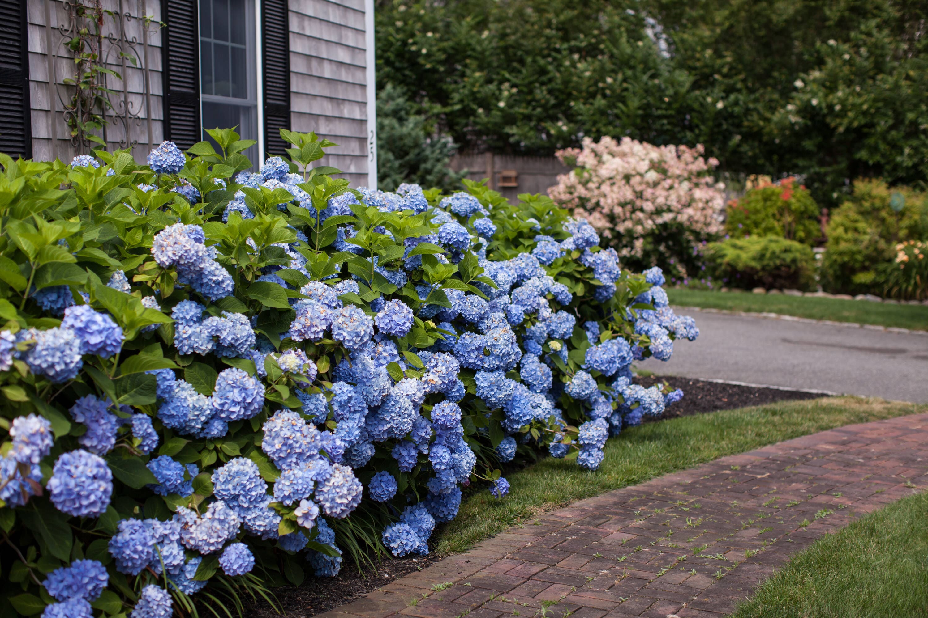 Endless Summer Blue Hydrangea in 1 Gallon Container