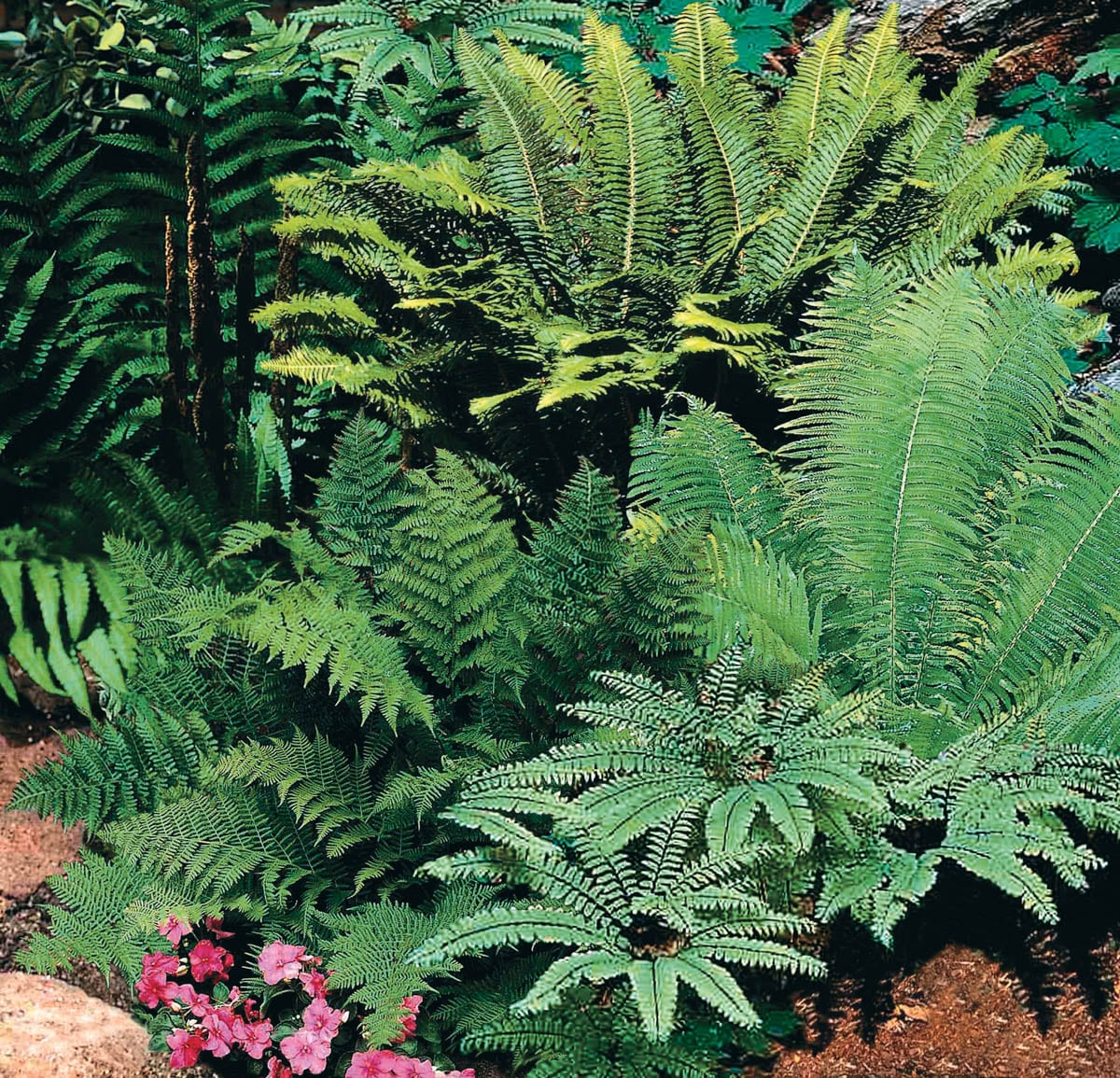 Breck's Native Woodland Fern Mixture in 5-Pack Bareroot in the department at Lowes.com