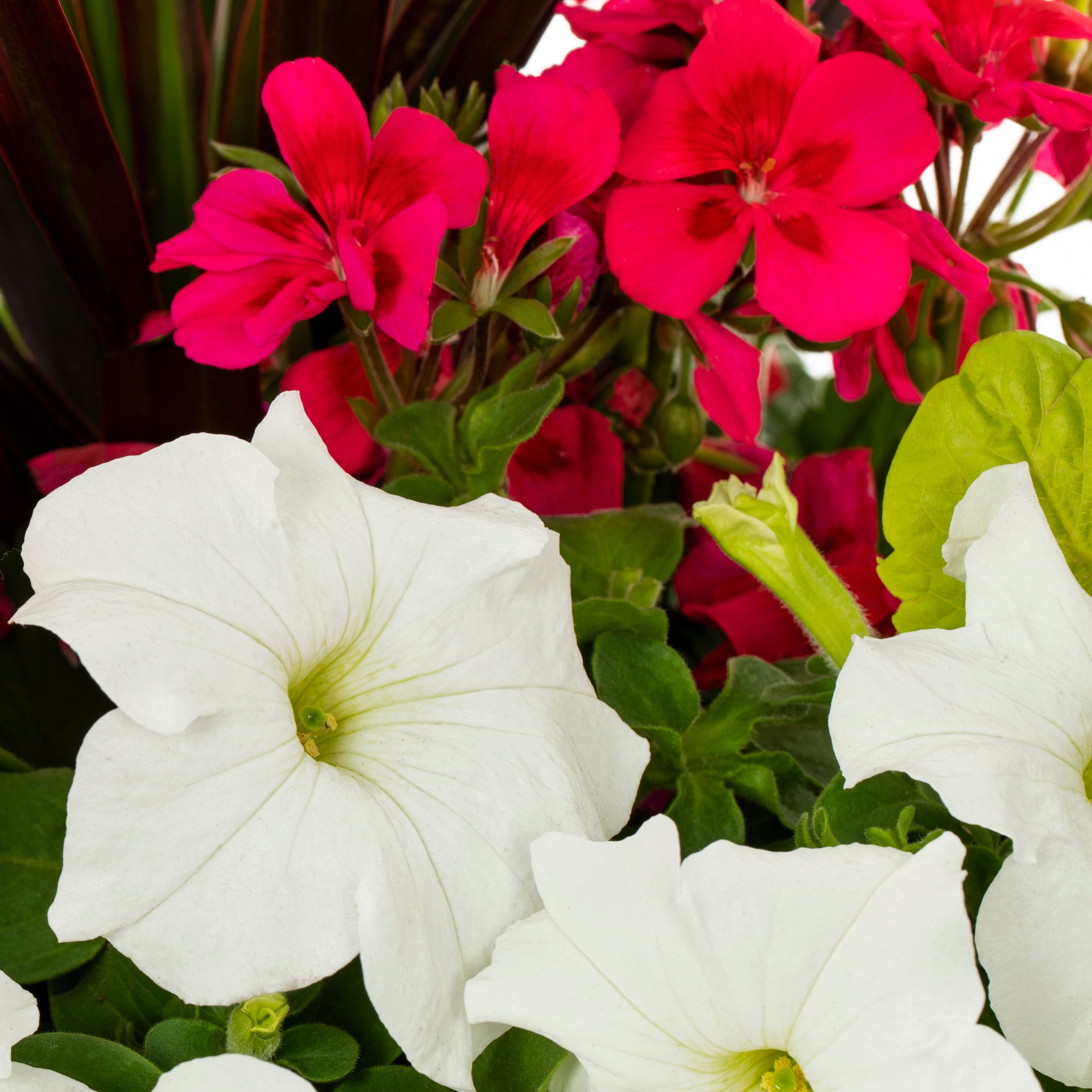 Ready Refill NURSERY annuals - View #2
