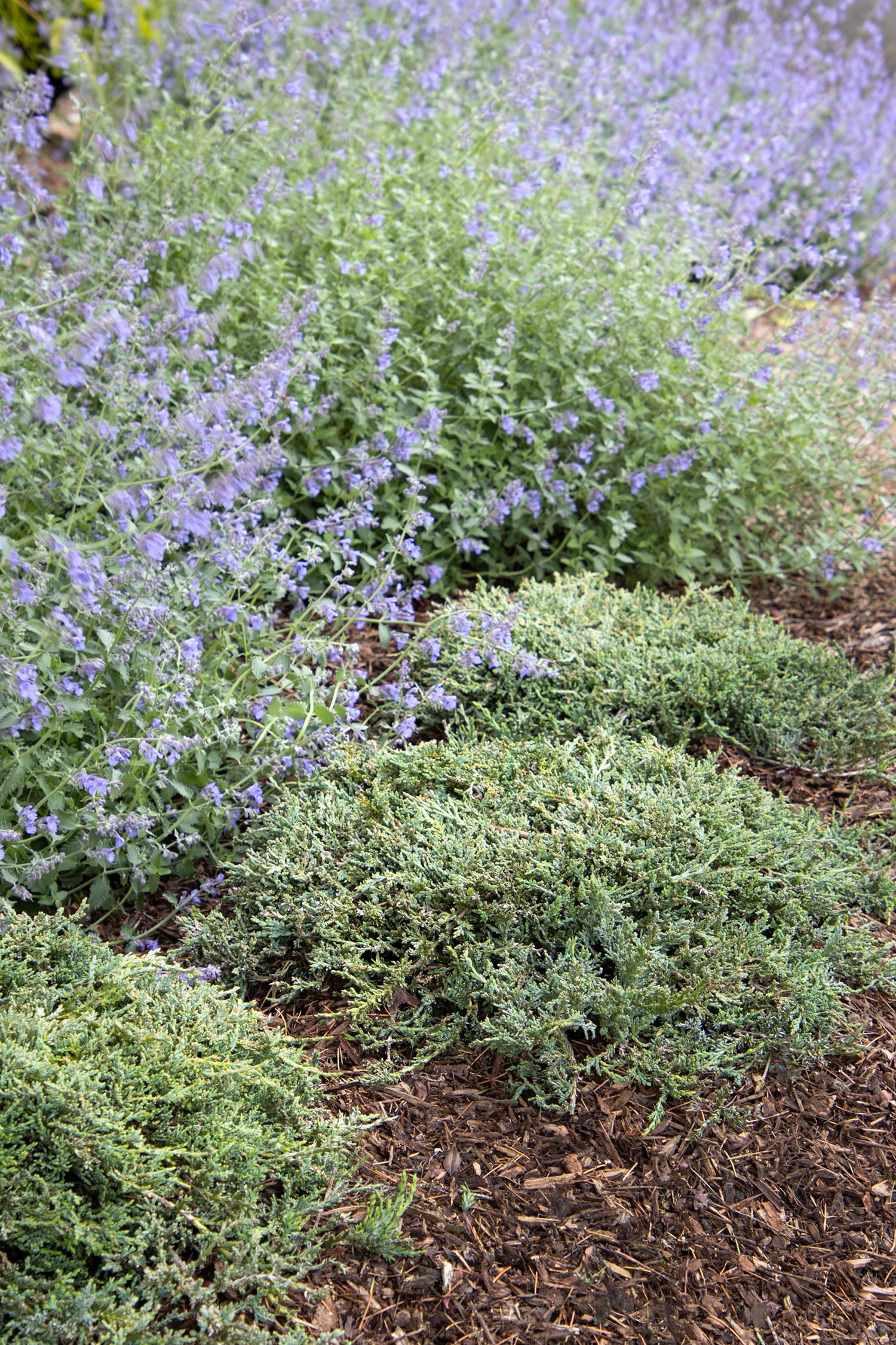 Monrovia KT10504990000100000 shrubs - View #3