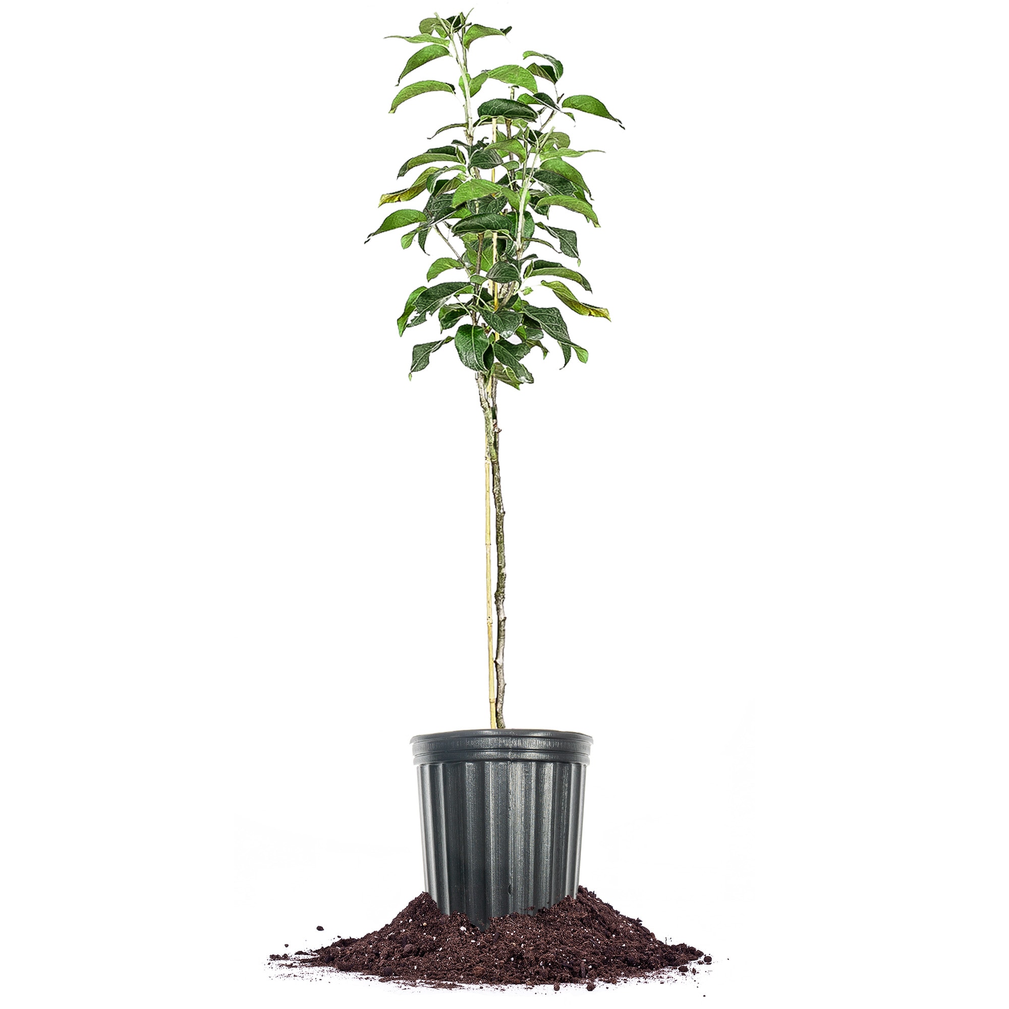 Perfect Plants LOSHINSEIKI5G 5 -Gallon Fruit Shinseiki Asian Pear In pot (with soil)