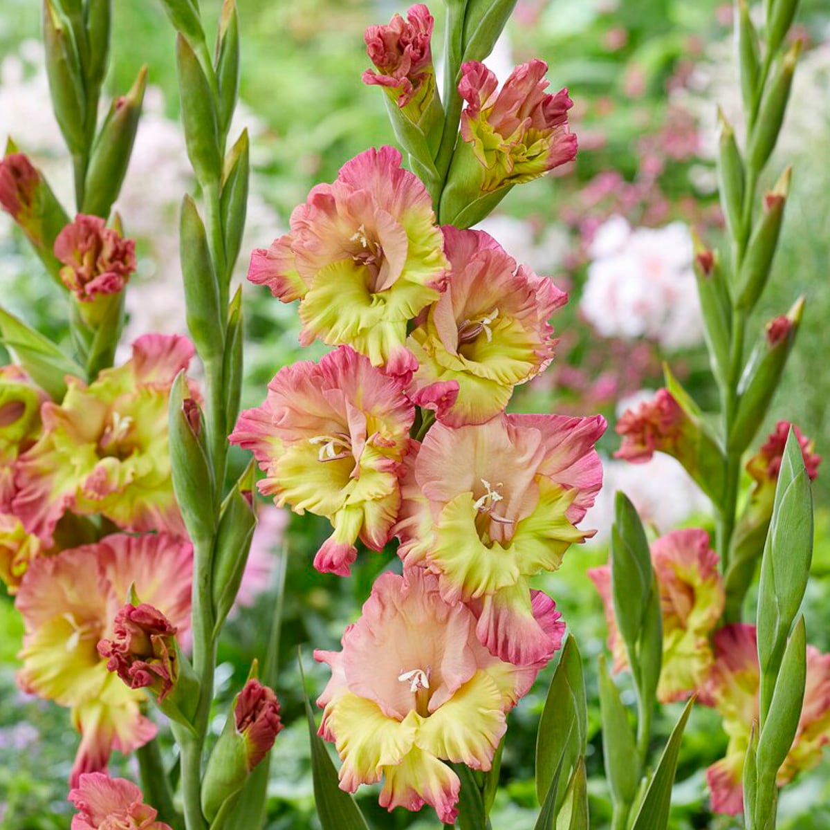 Van Zyverden 84705 Multicolor Gladiolus Conca Verde Bulbs 12 Count