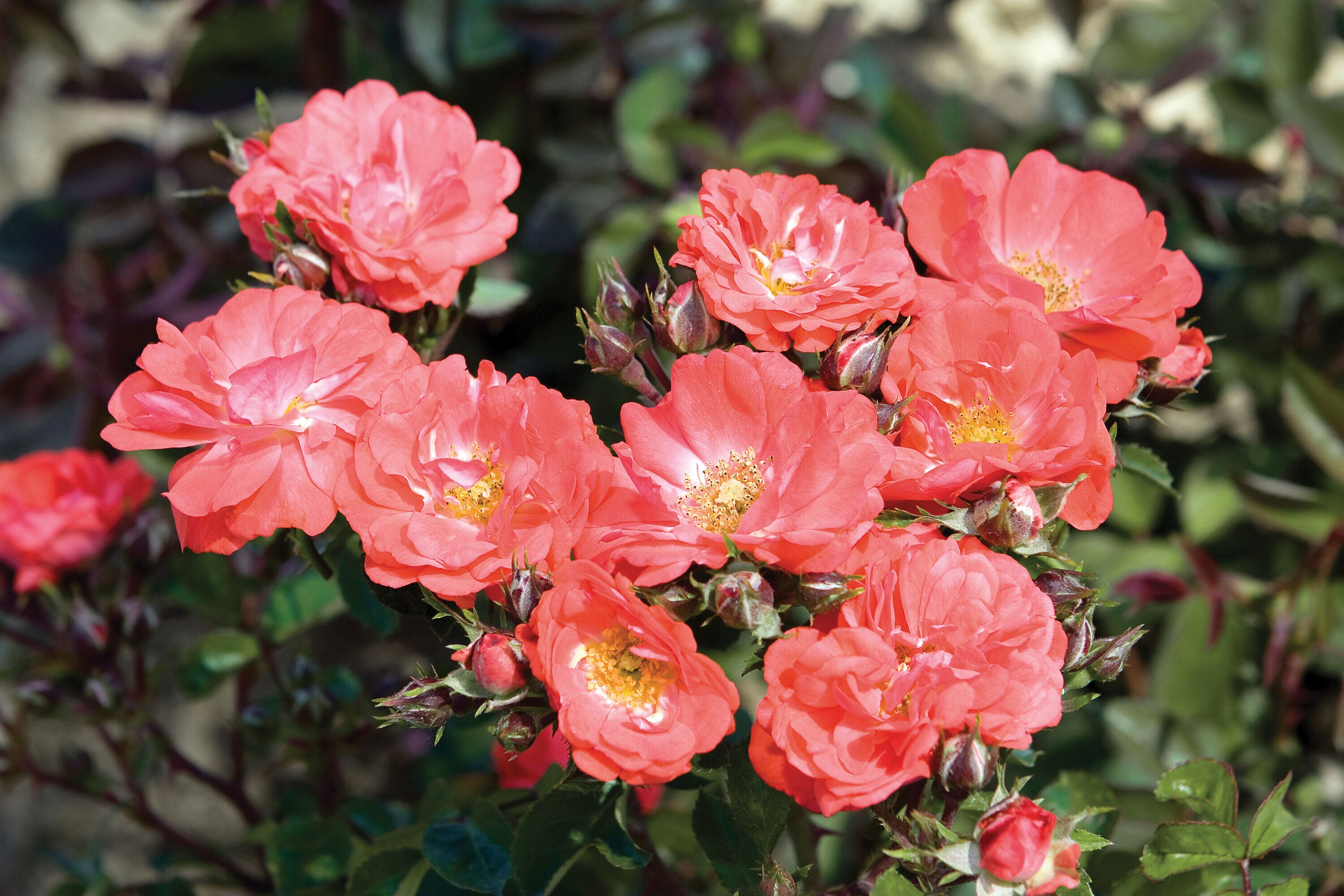 Drift Roses 62401-1 roses - View #2
