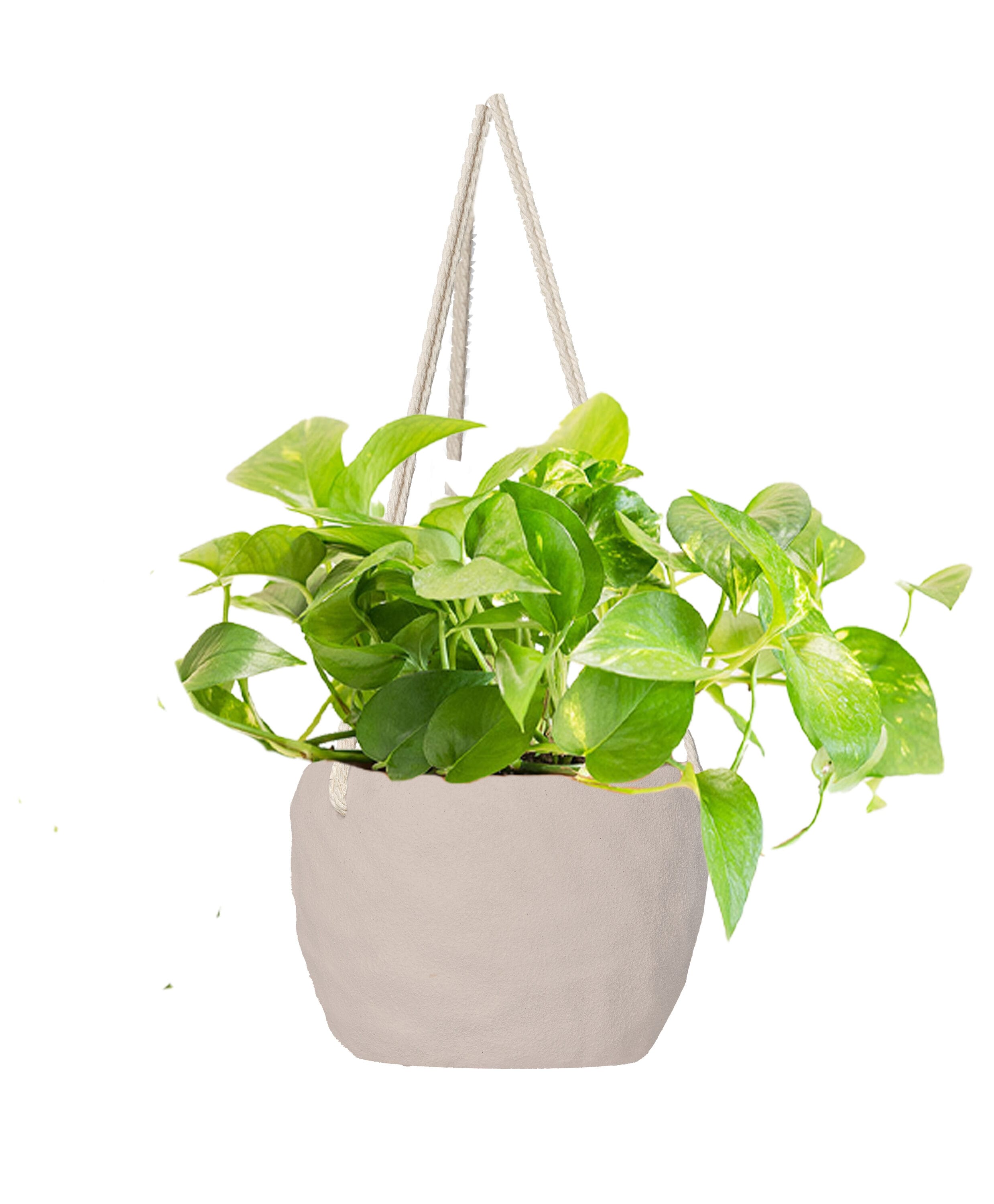 LiveTrends ASB07025 Autumn White - Gold Pothos House plant in 4 Inch(es) Hanging basket 1.0 -Pack