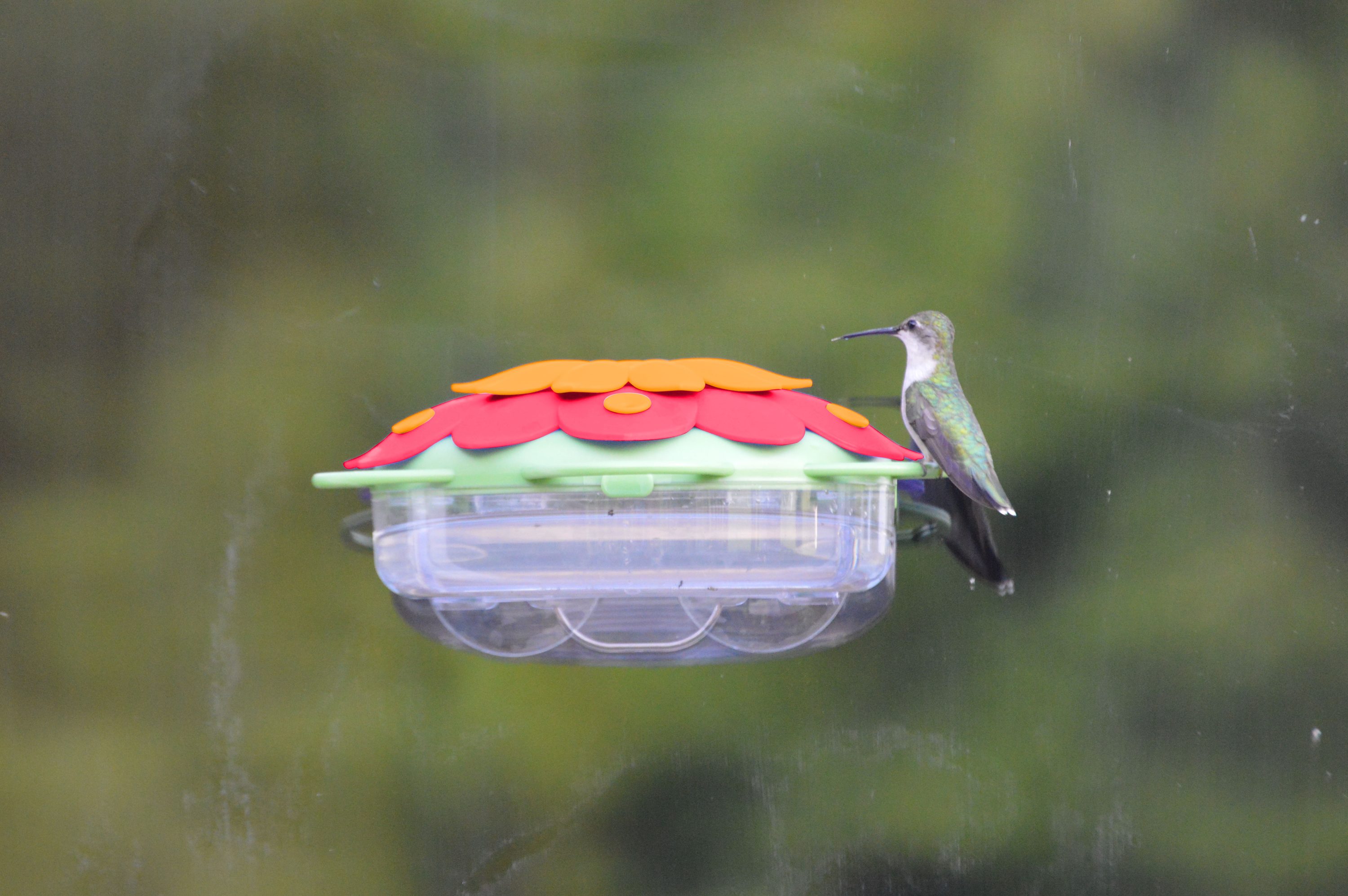 Hummingbird feeder deals at lowes